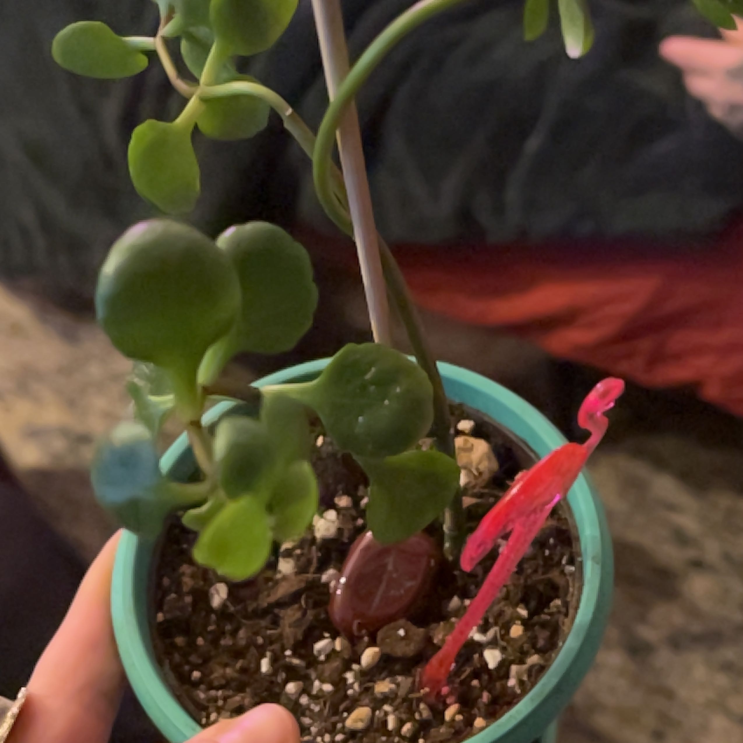 Healthy green Vining Peperomia succulent plant growing in a small teal pot, with a human hand touching one of the round leaves.