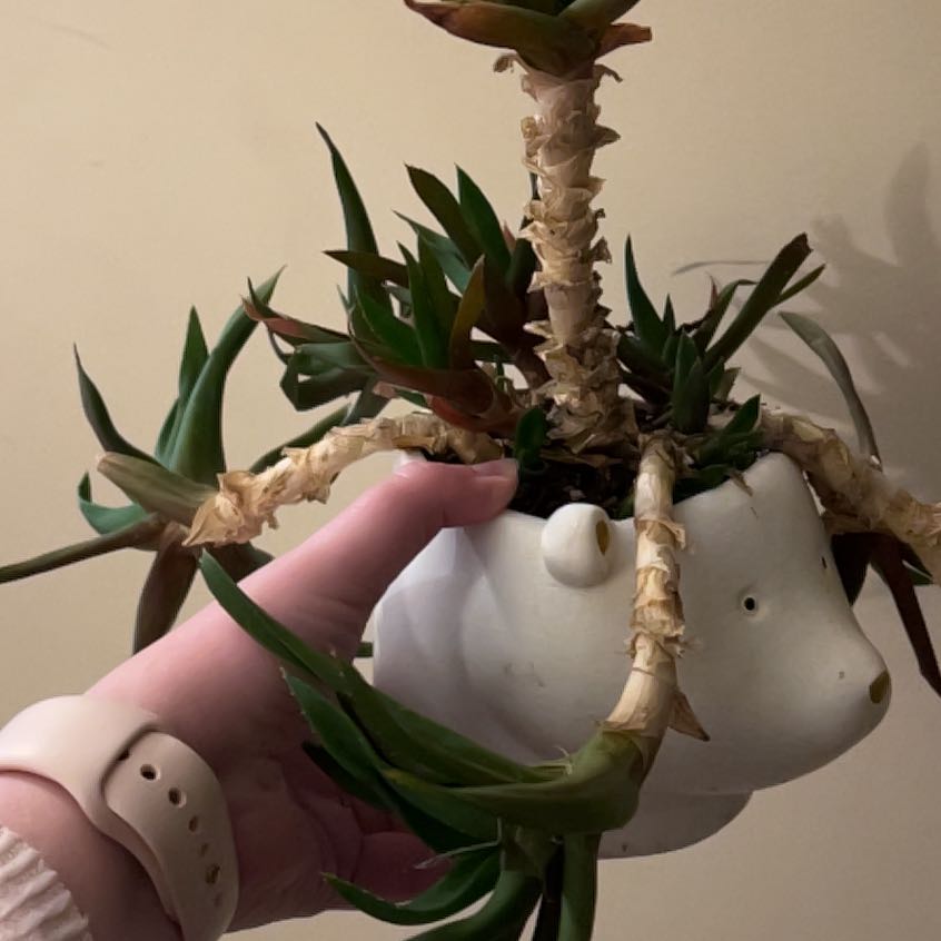 Climbing Aloe plant in a white pot, held by a hand. Some stems are browning.
