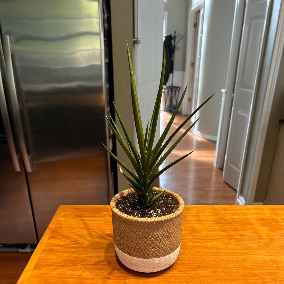 Sansevieria francisii plant in a woven pot on a wooden surface in a kitchen setting.