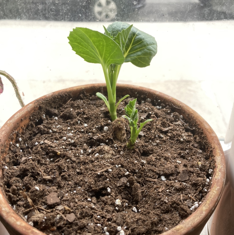 Young Garden Dahlia plant in a pot with visible soil, healthy green leaves.