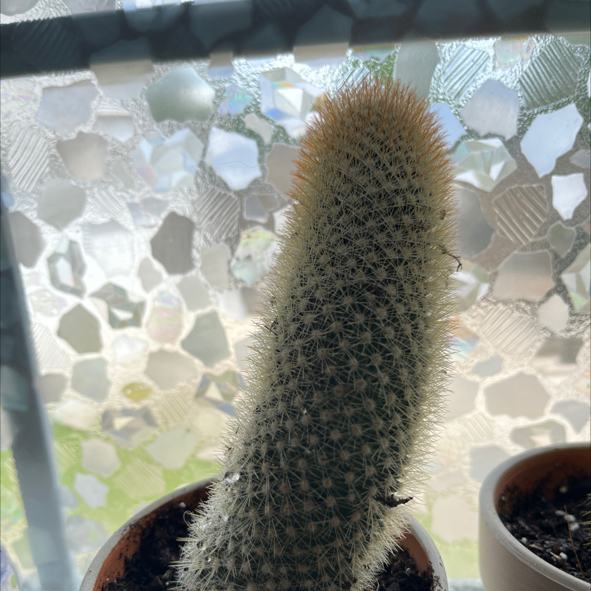 Golden Torch cactus in a pot with a patterned window background.