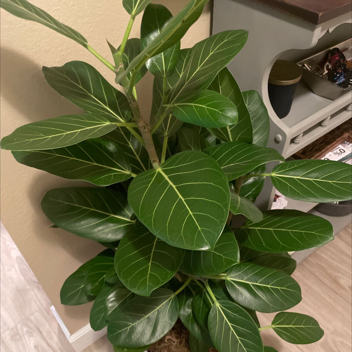 Healthy Audrey Ficus plant with vibrant green leaves and prominent white veins.