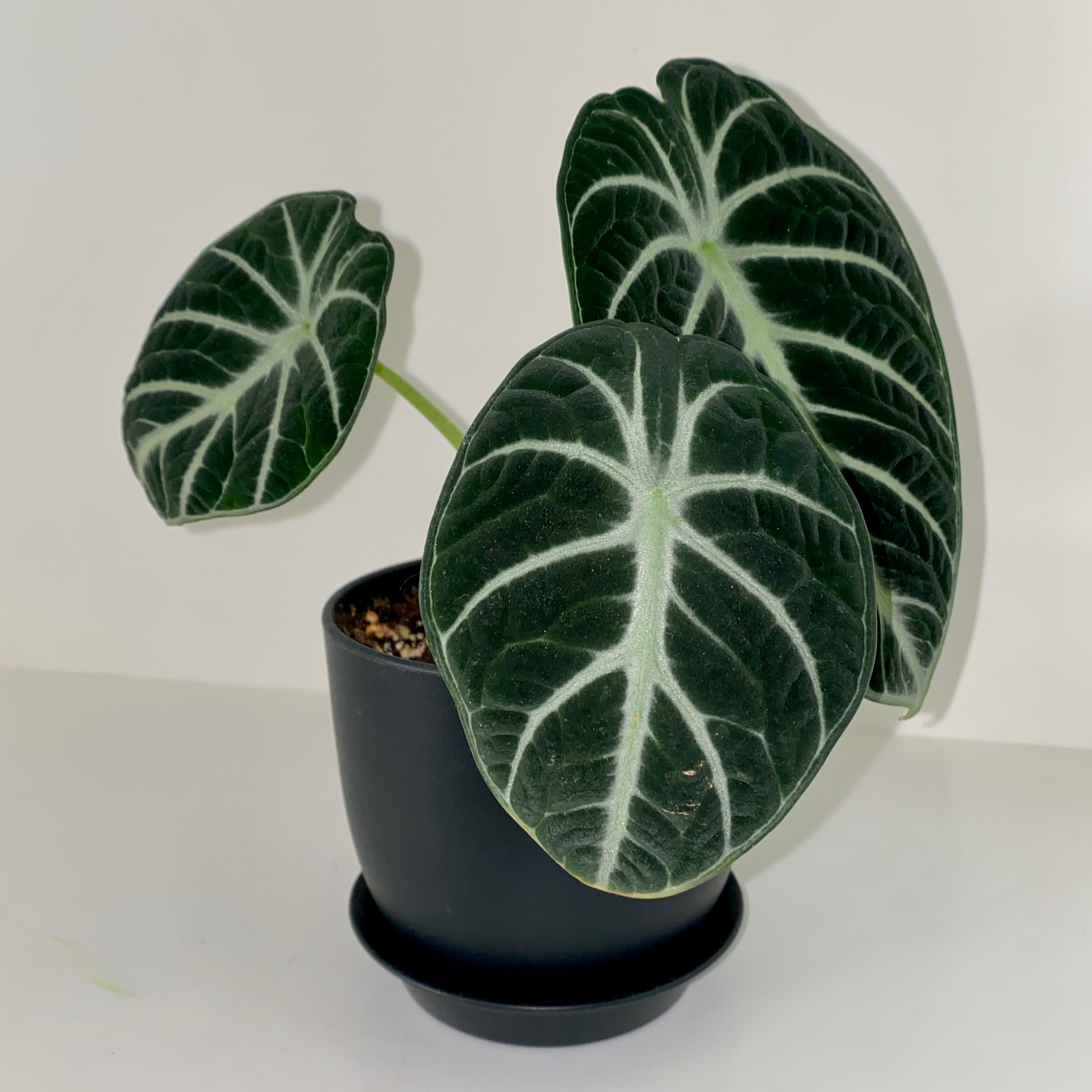 Potted Alocasia Ninja plant with dark green leaves and white veins.