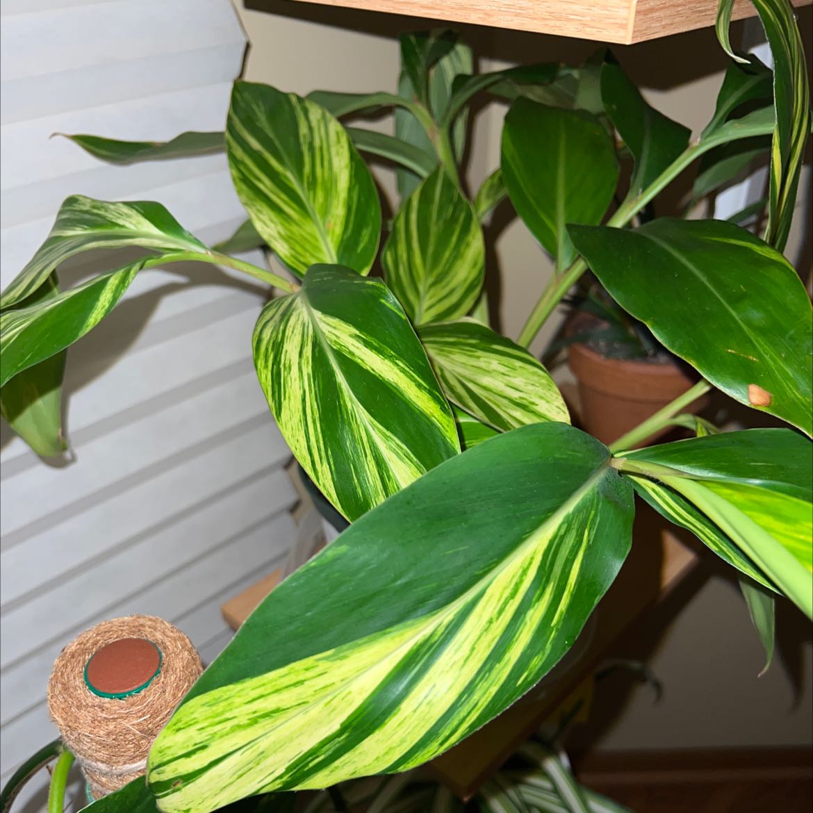 Variegated Shell Ginger plant with green and yellow striped leaves, appears healthy.