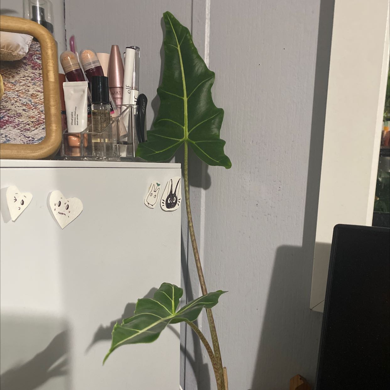 Alocasia 'Sarian' plant with large, healthy leaves in a household setting.