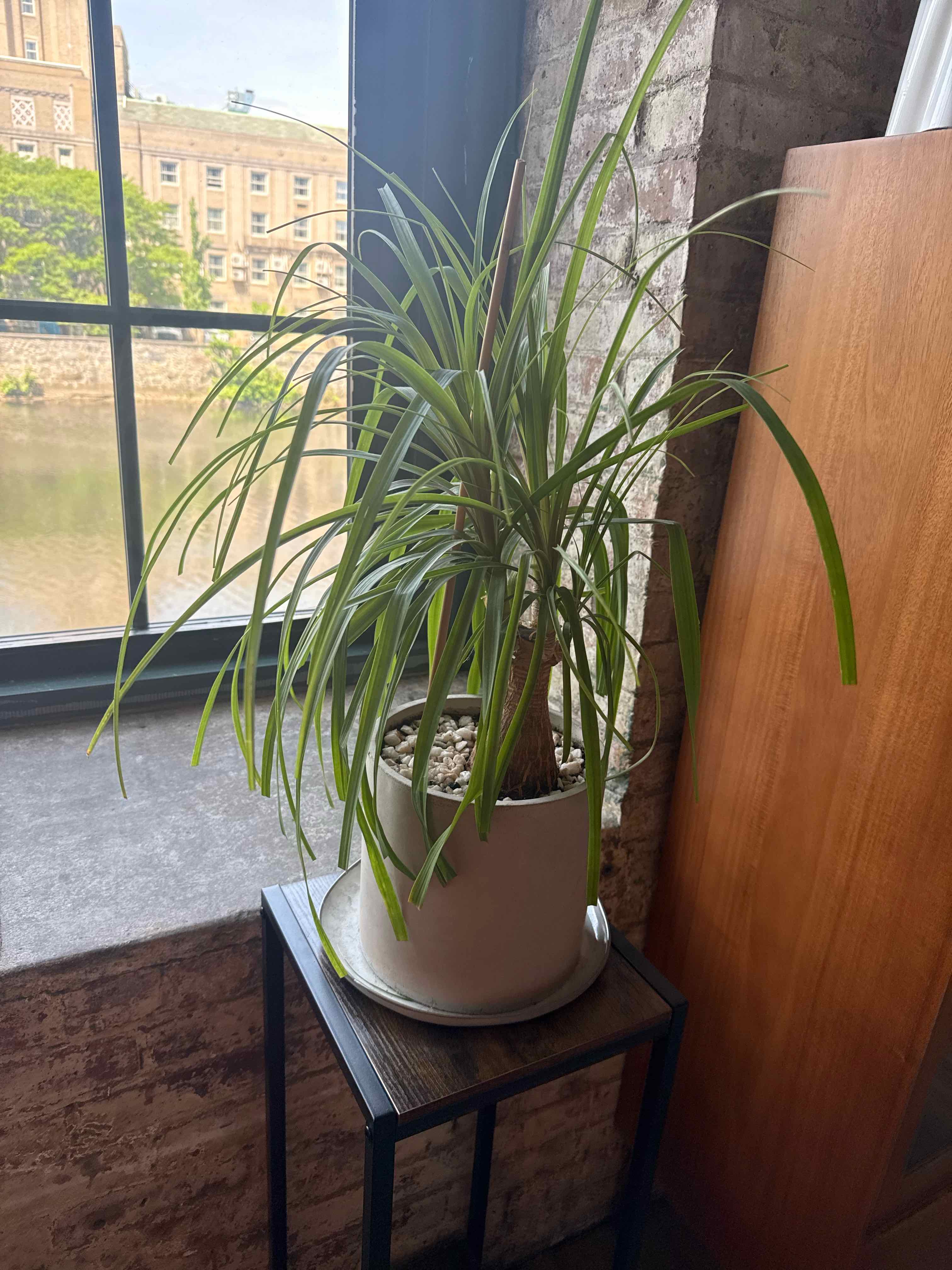 Beaucarnea Recurvata plant photo by Meg named Toast on Greg, the plant care app.