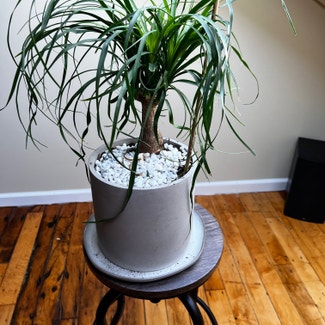 Ponytail Palm plant in New Bedford, Massachusetts