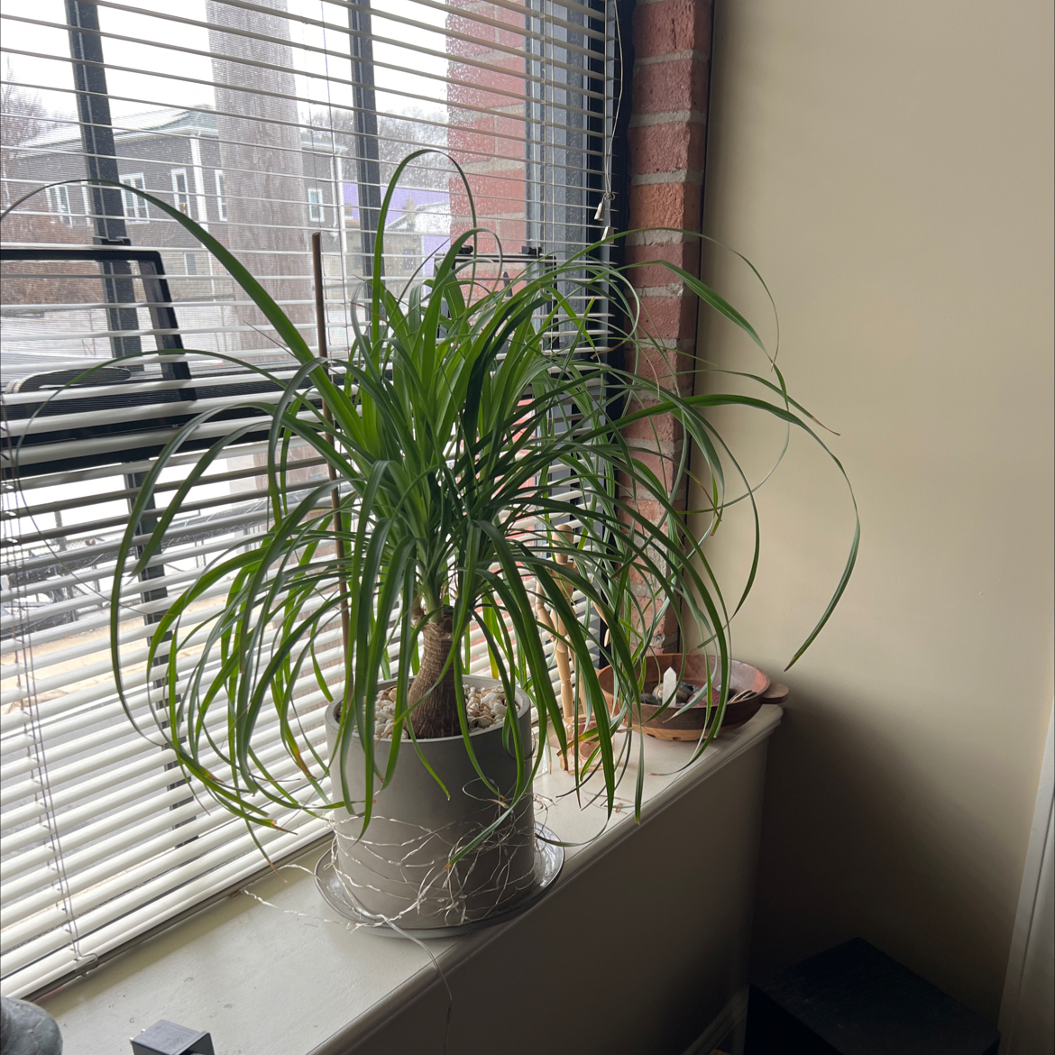 Ponytail Palm plant photo by Meg named Toast on Greg, the plant care app.