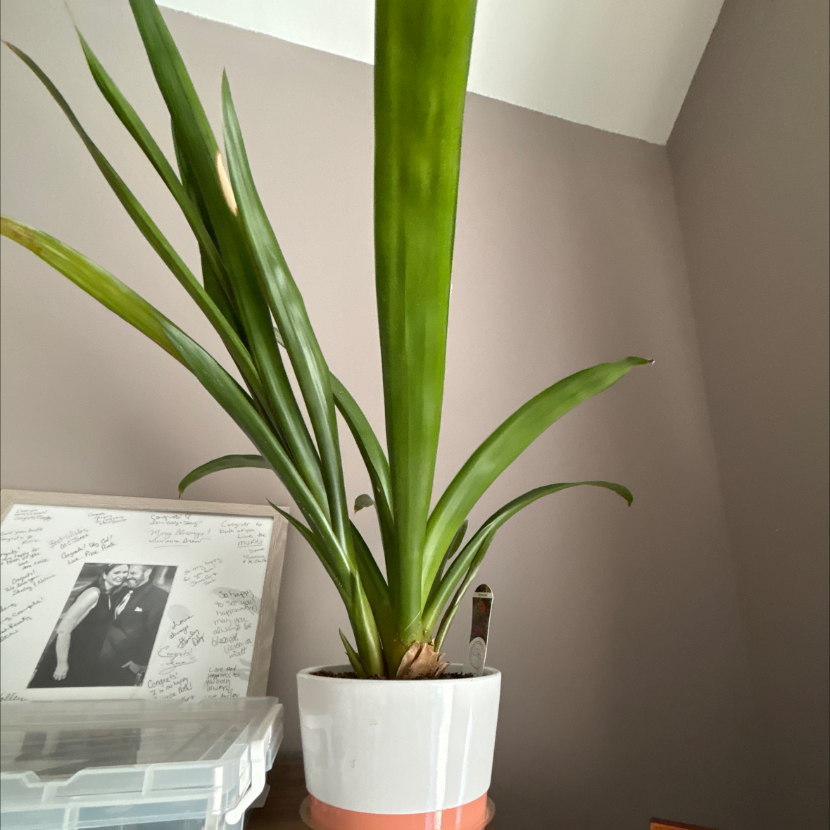 Blushing Bromeliad in a white pot with healthy green leaves.