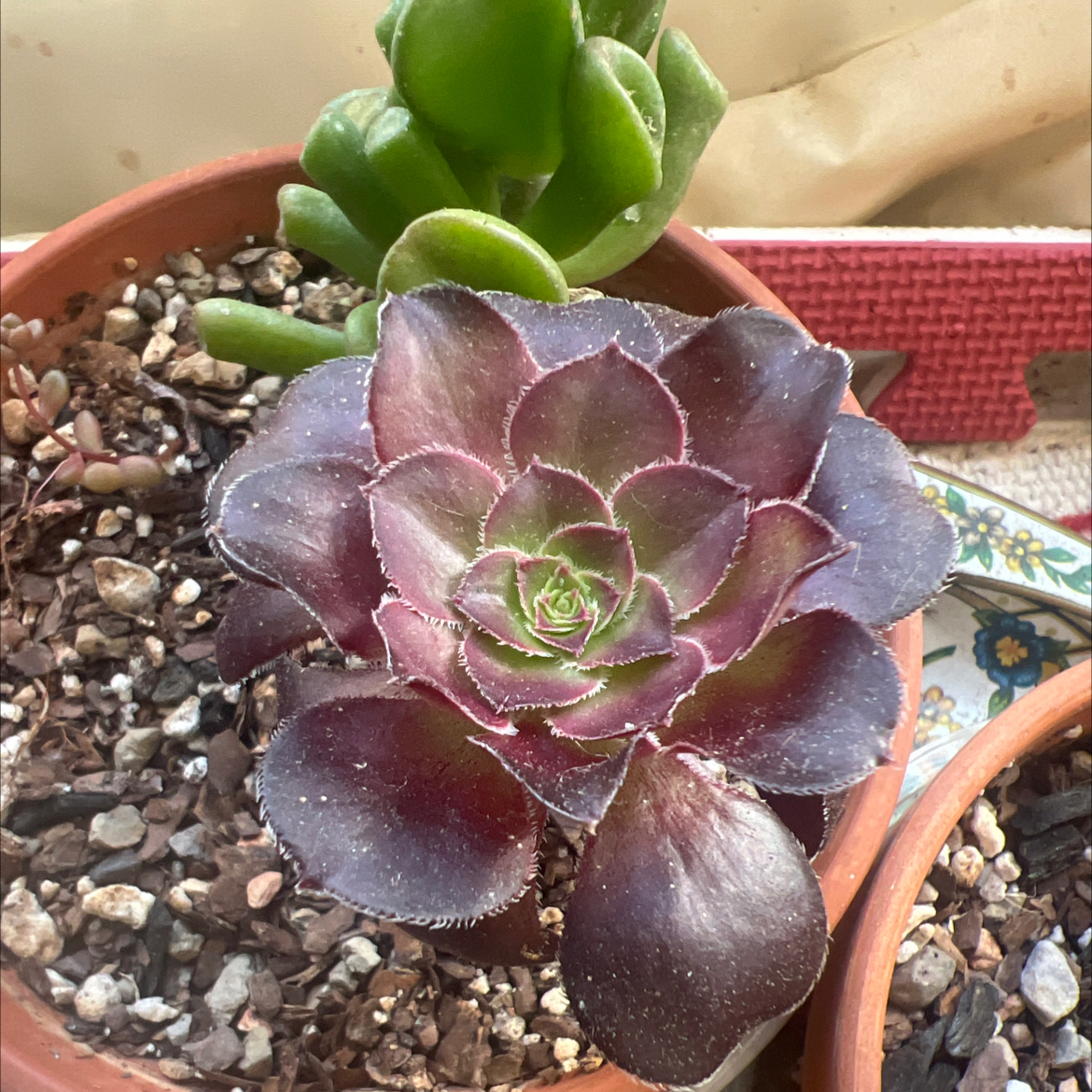 Photo of the plant species Aeonium 'Zwartkop Cristata' by @Ales named Coco on Greg, the plant care app