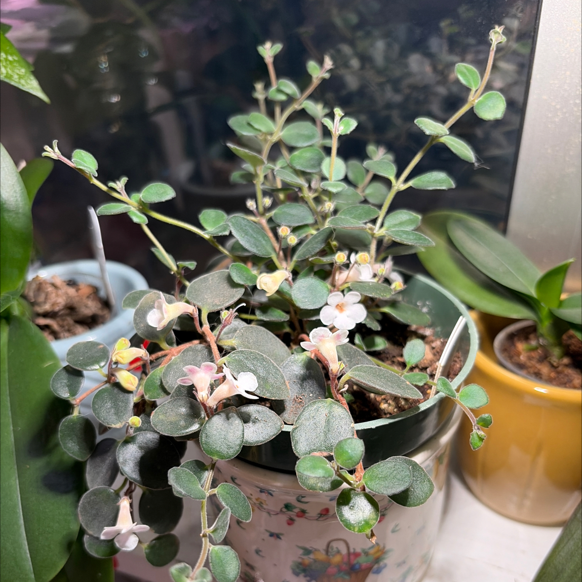 Photo of the plant species Codonanthe devosiana by @Ales named Devosiana on Greg, the plant care app