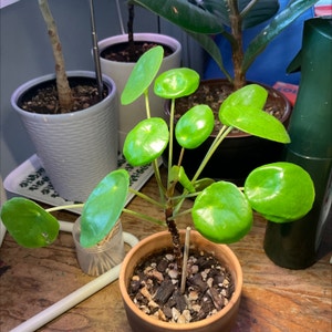 Chinese Money Plant plant photo by @Ales named Pilea peperomioides on Greg, the plant care app.