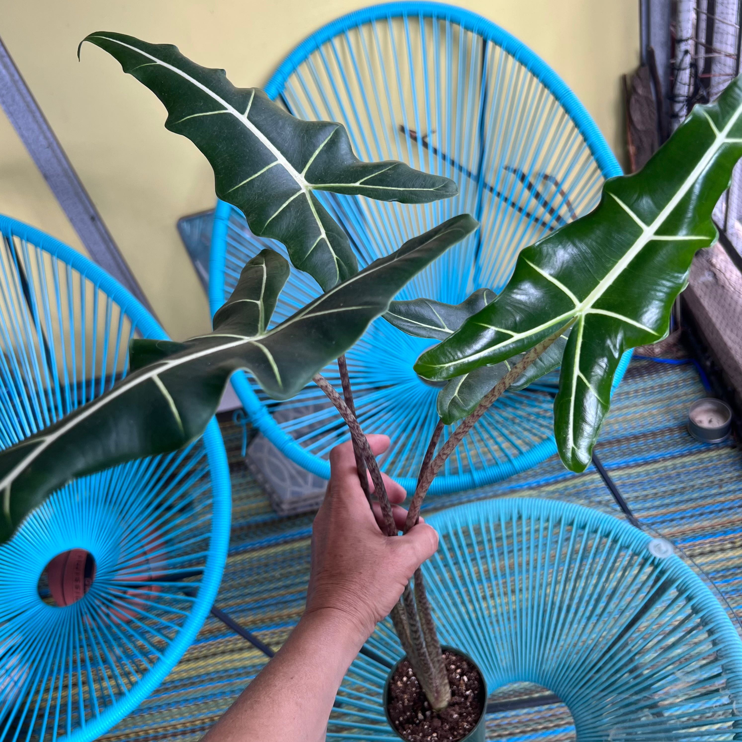 Alocasia 'Sarian' plant with dark green leaves and white veins, held by a hand, blue chairs in the background.