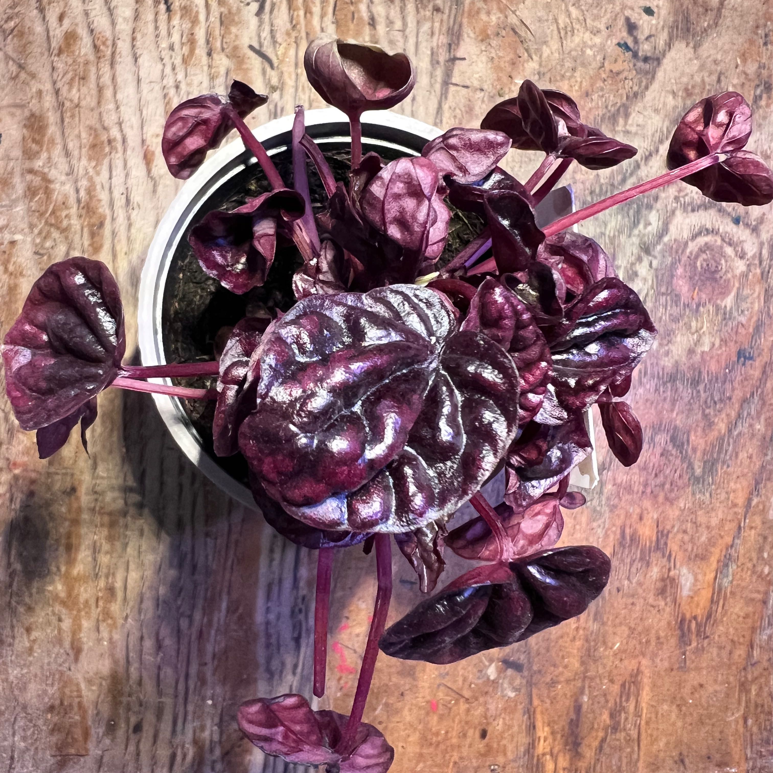 Schumi Red Peperomia plant in a pot with vibrant, dark red leaves.
