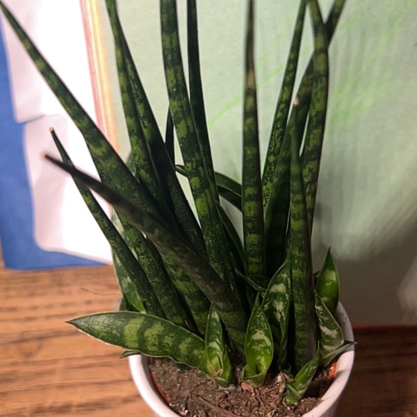 Plant care for Fat Leaf Snake Plant on Greg, the plant care app
