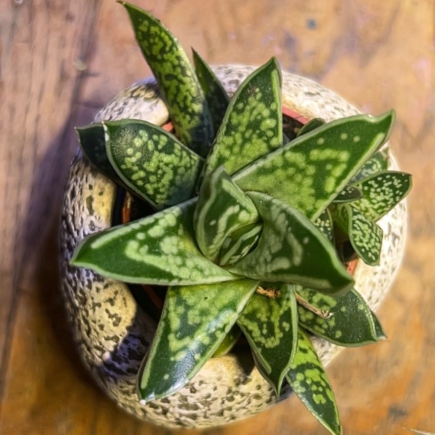 Photo of the plant species Dwarf Gasteria by @Ales named Liliput on Greg, the plant care app