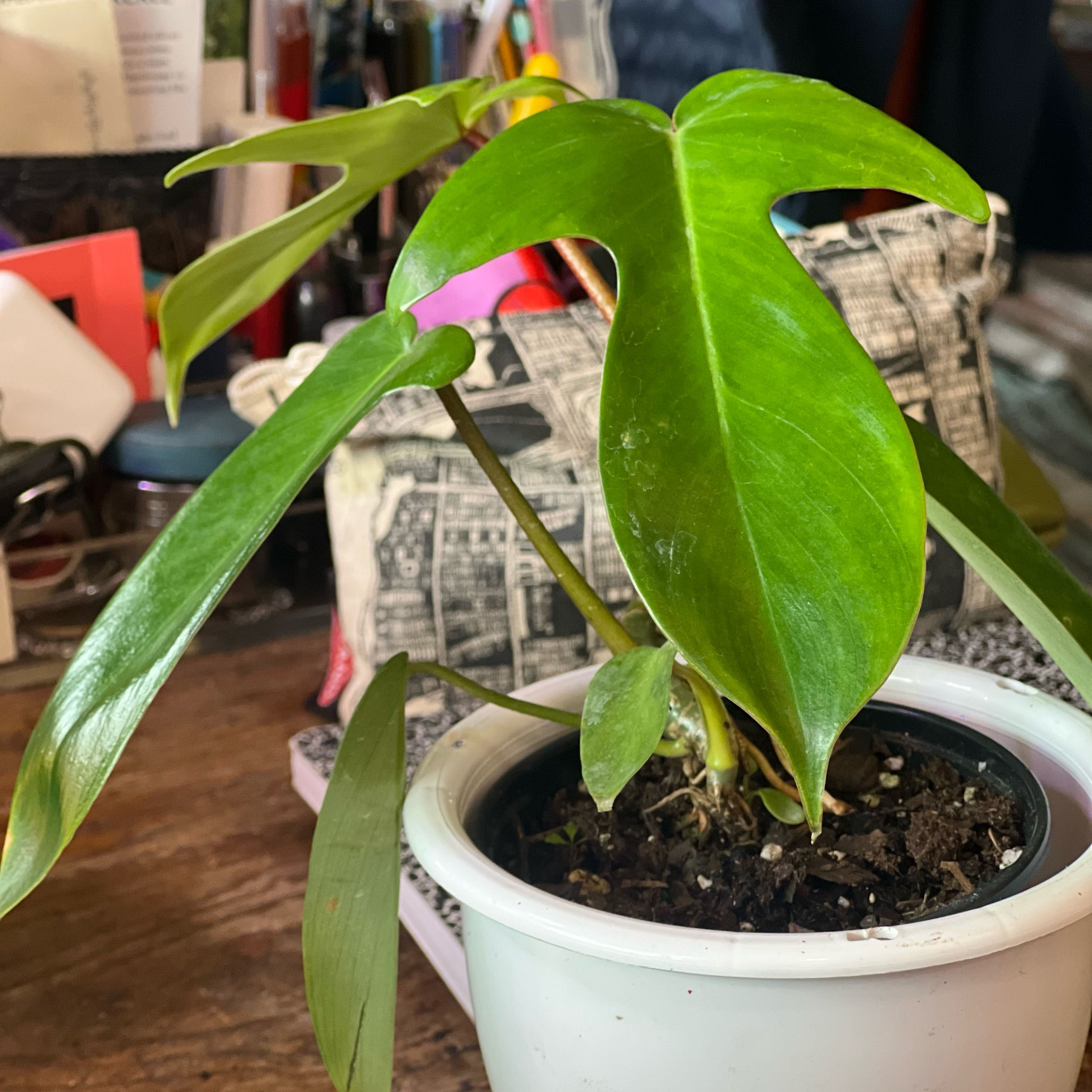 Philodendron Pedatum plant in a white pot with vibrant green leaves.