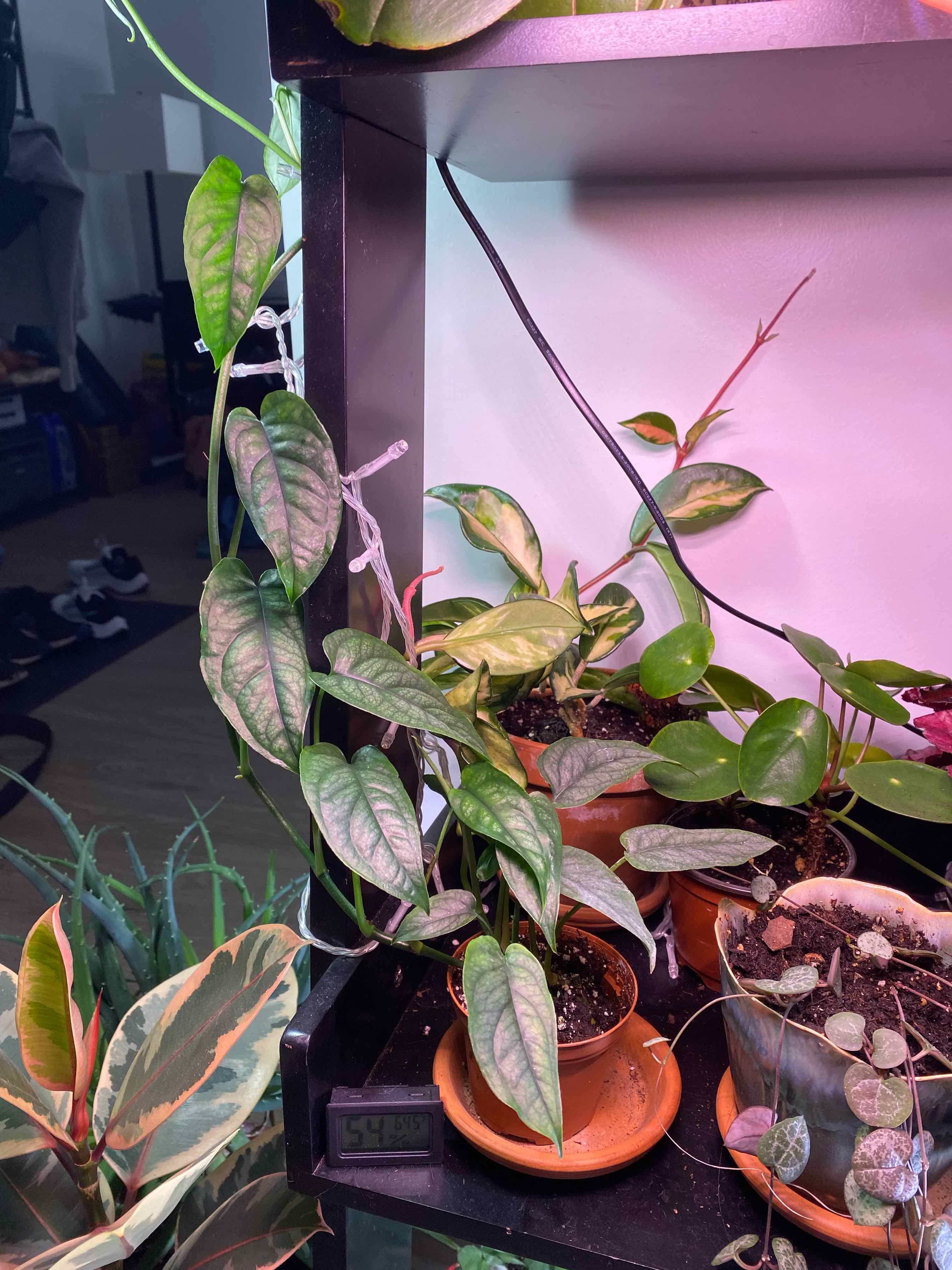 Monstera siltepecanna plant with healthy green leaves in a well-lit indoor setting.