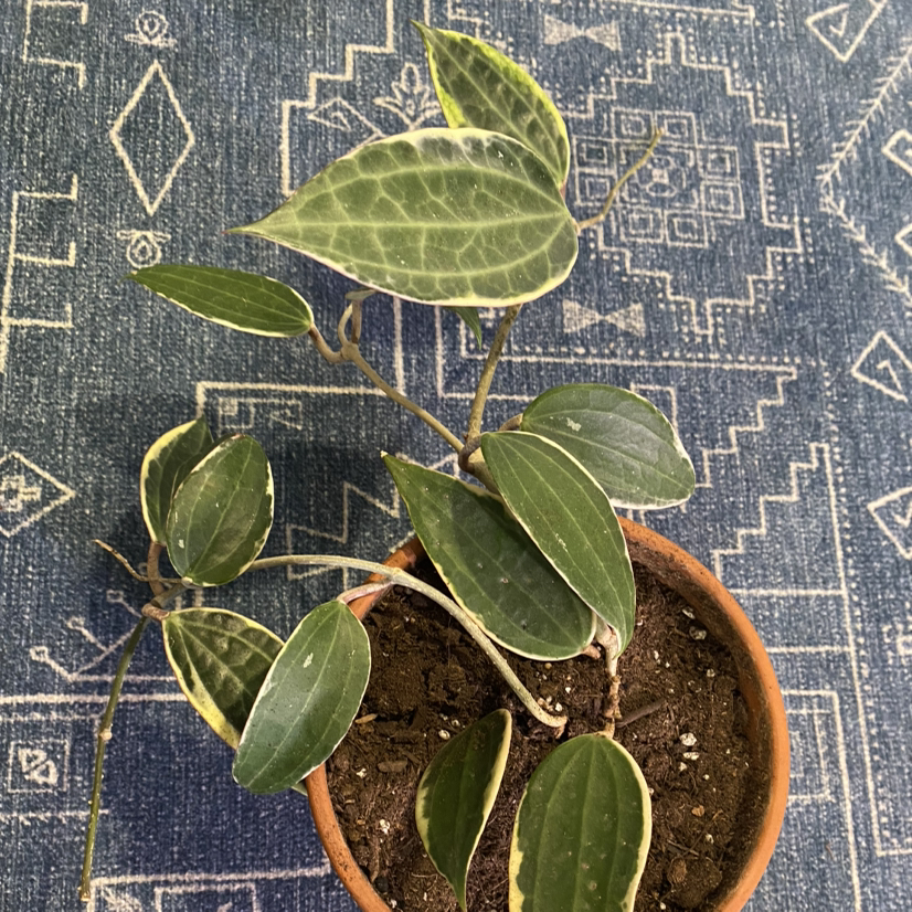 Hoya macrophylla plant in a pot with green leaves and white veins on a patterned blue background.