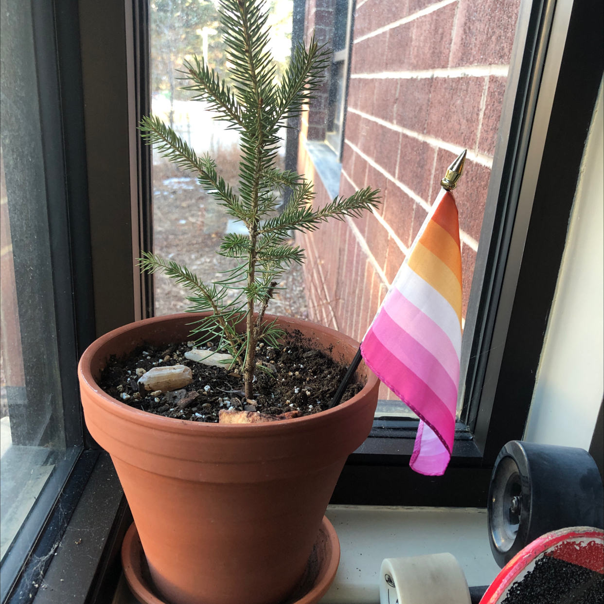 Young Blue Spruce plant in a terracotta pot on a windowsill with a small flag.