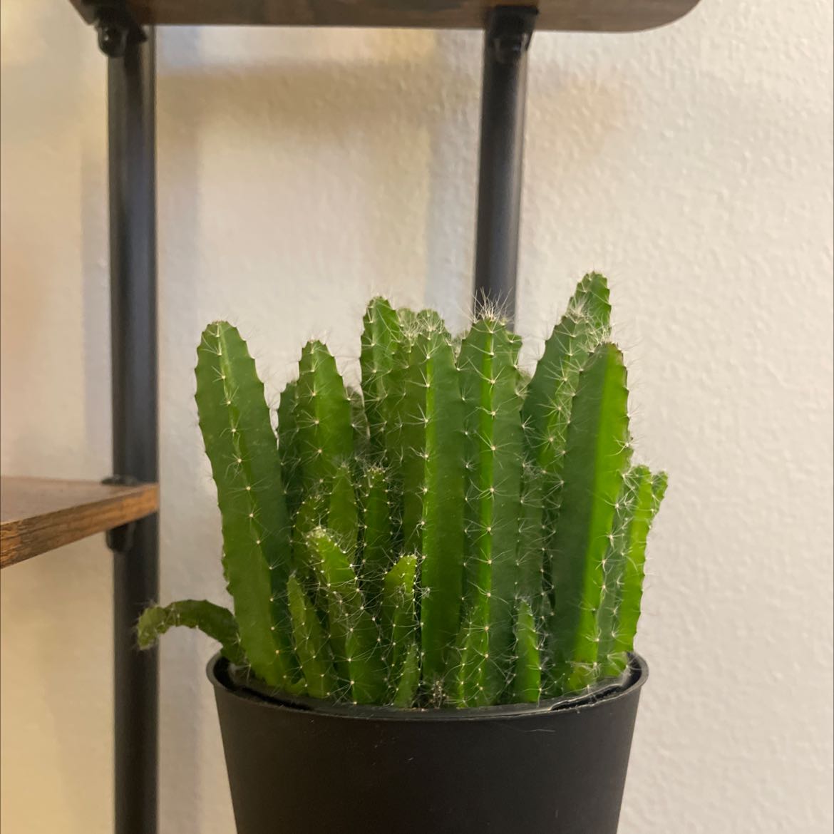 Healthy Lady-Finger Hedgehog Cactus in a black pot with minimal background.