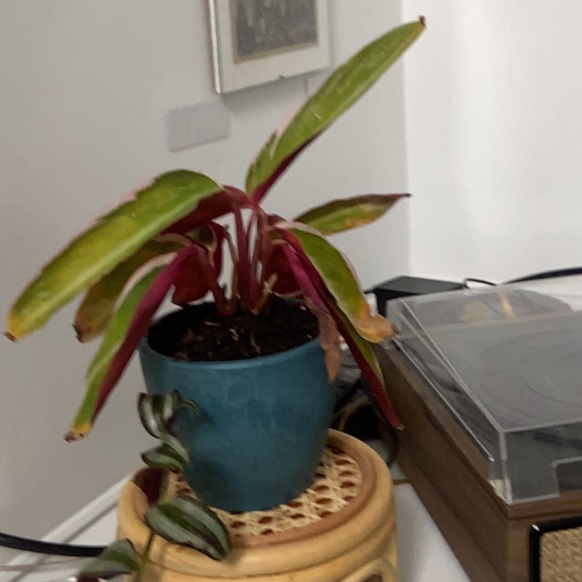Daphne