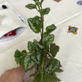 Photo of the plant species Yellow Archangel by @rgcrutchley named Apollo on Greg, the plant care app