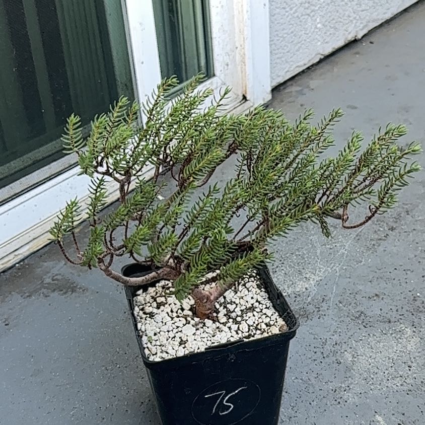 Photo of the plant species Bonsai Crassula by James named Kobe on Greg, the plant care app