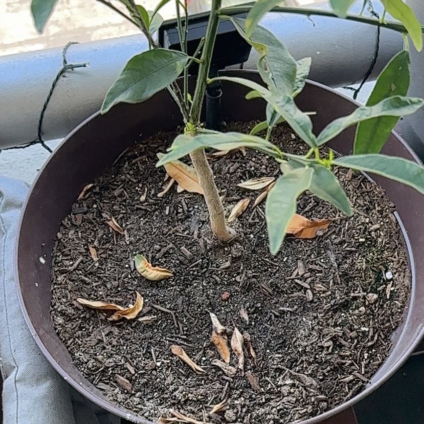 Potted Oval kumquat plant with visible soil and some yellowing and browning leaves.