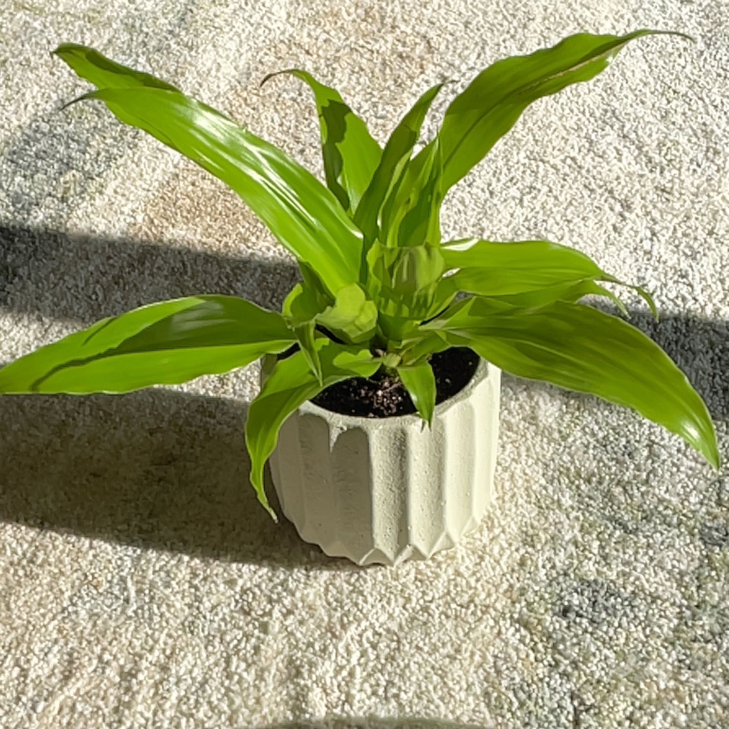 Dracaena Limelight plant in a white pot on a carpeted surface.