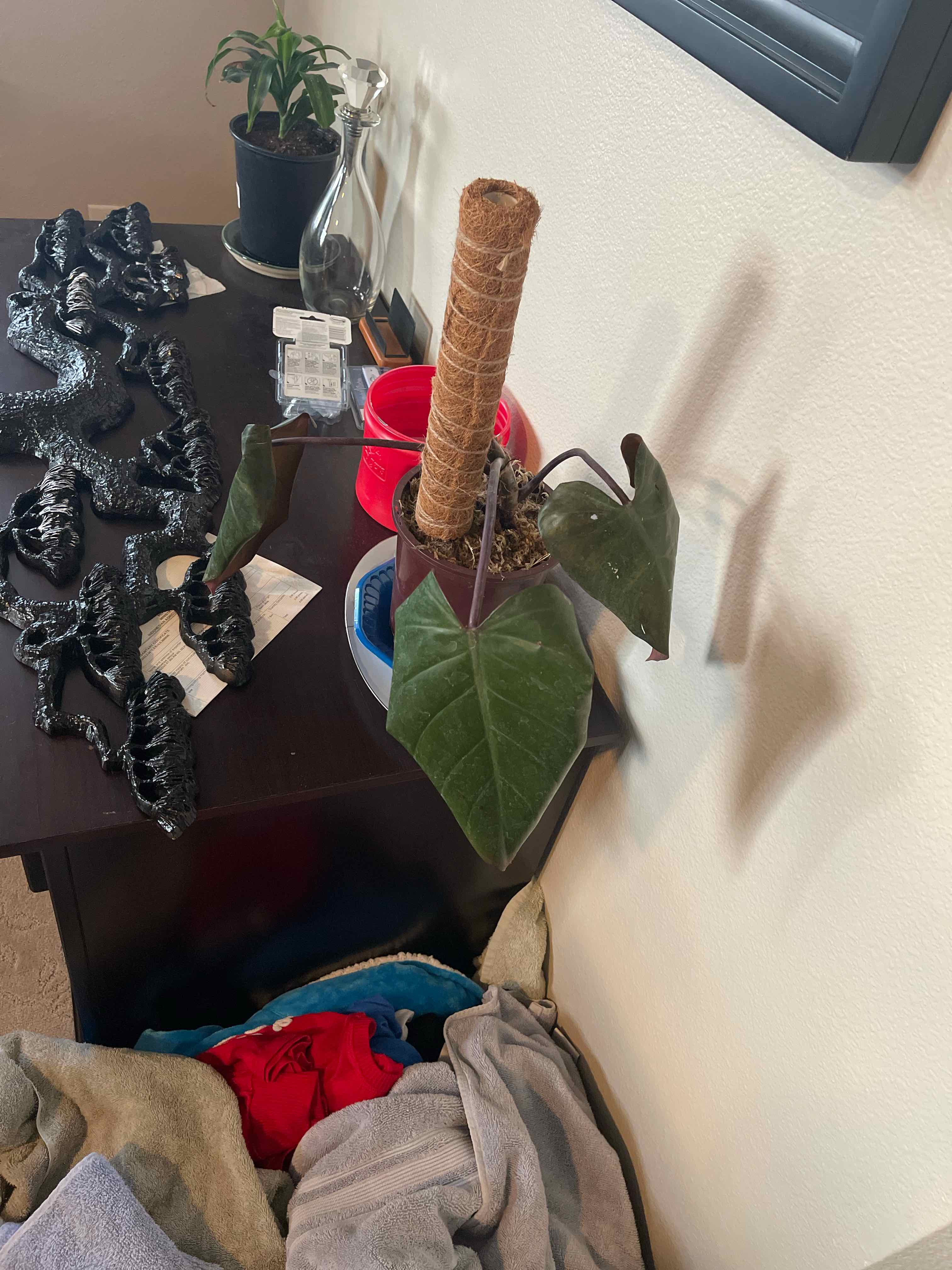 Philodendron Dark Lord plant with large dark green leaves and a support pole, placed on a table indoors.