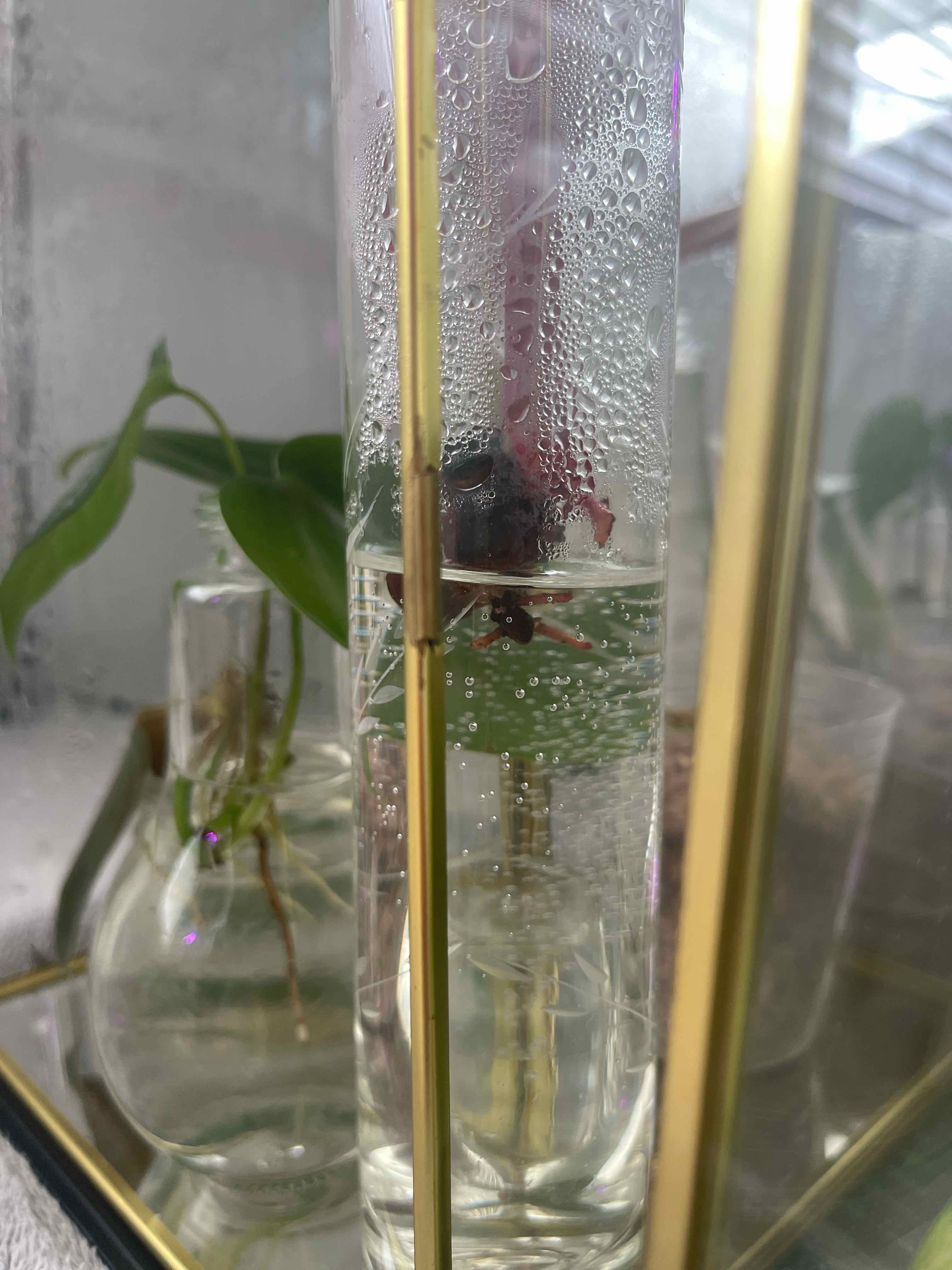 Philodendron cutting in a glass container with water, likely for propagation.