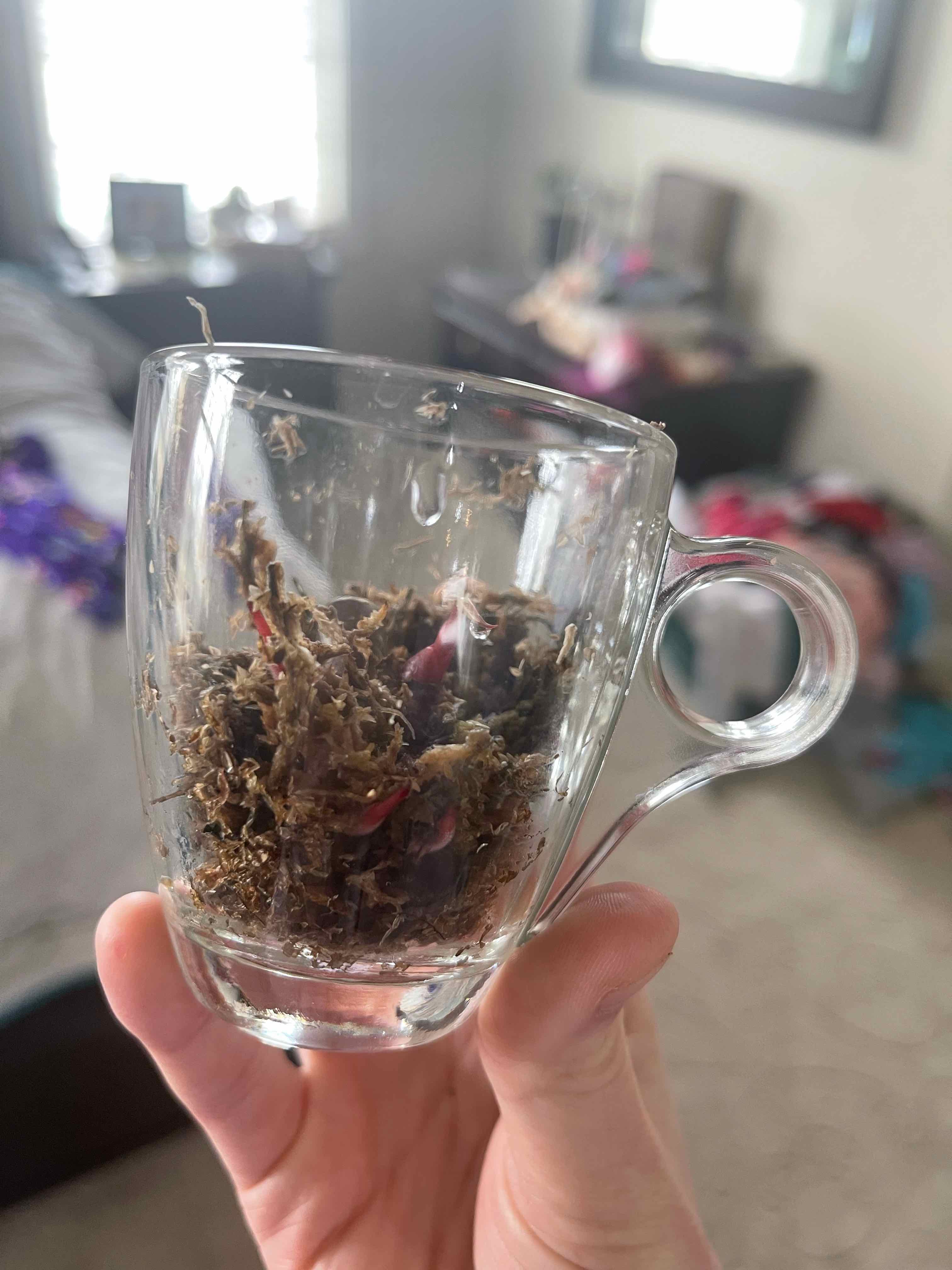 Strawberry Shake Philodendron in a clear glass container with visible soil, held by a hand.