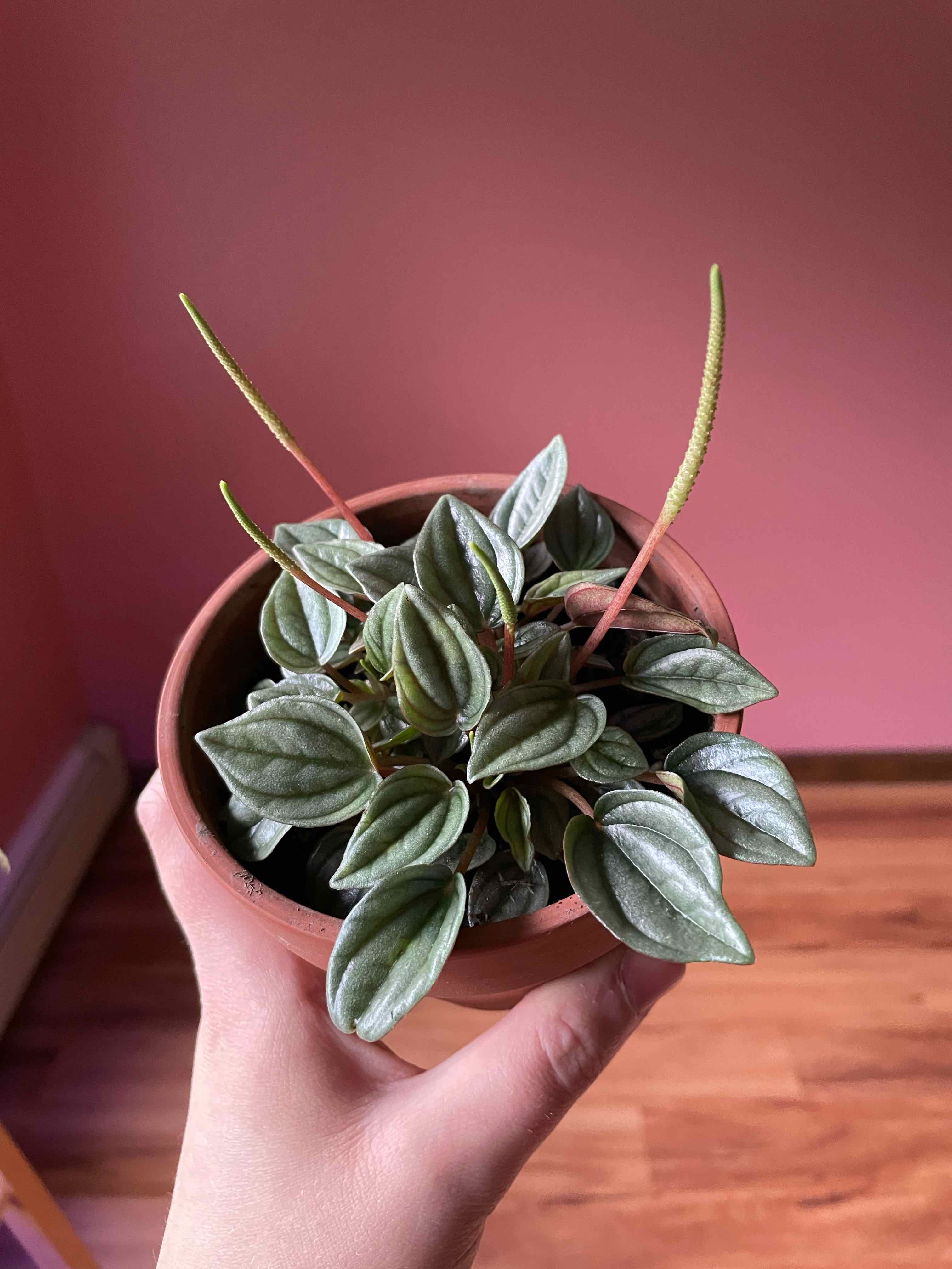 Tiny