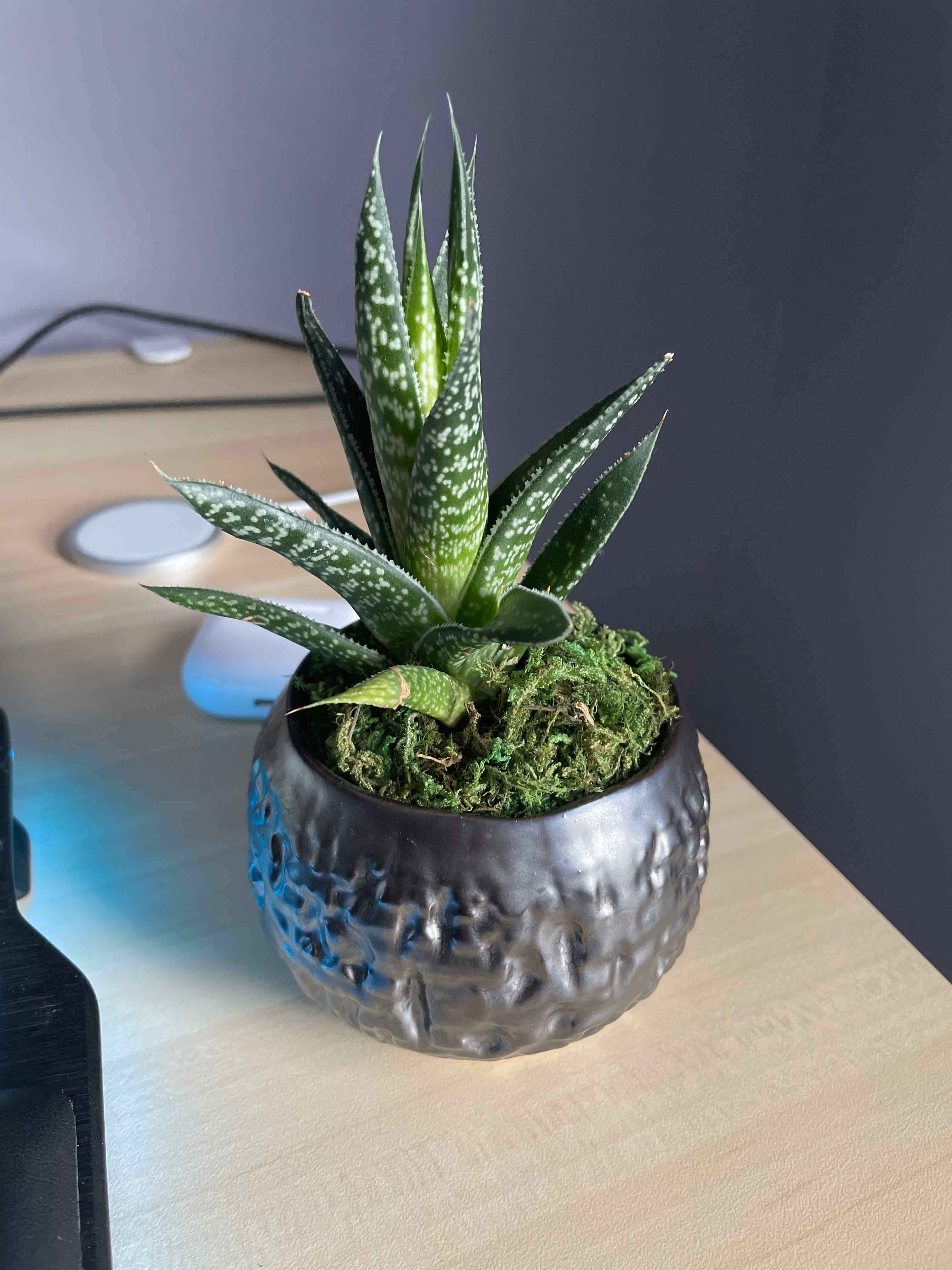 Gasteraloe 'Flow' plant in a textured pot with moss covering the soil.