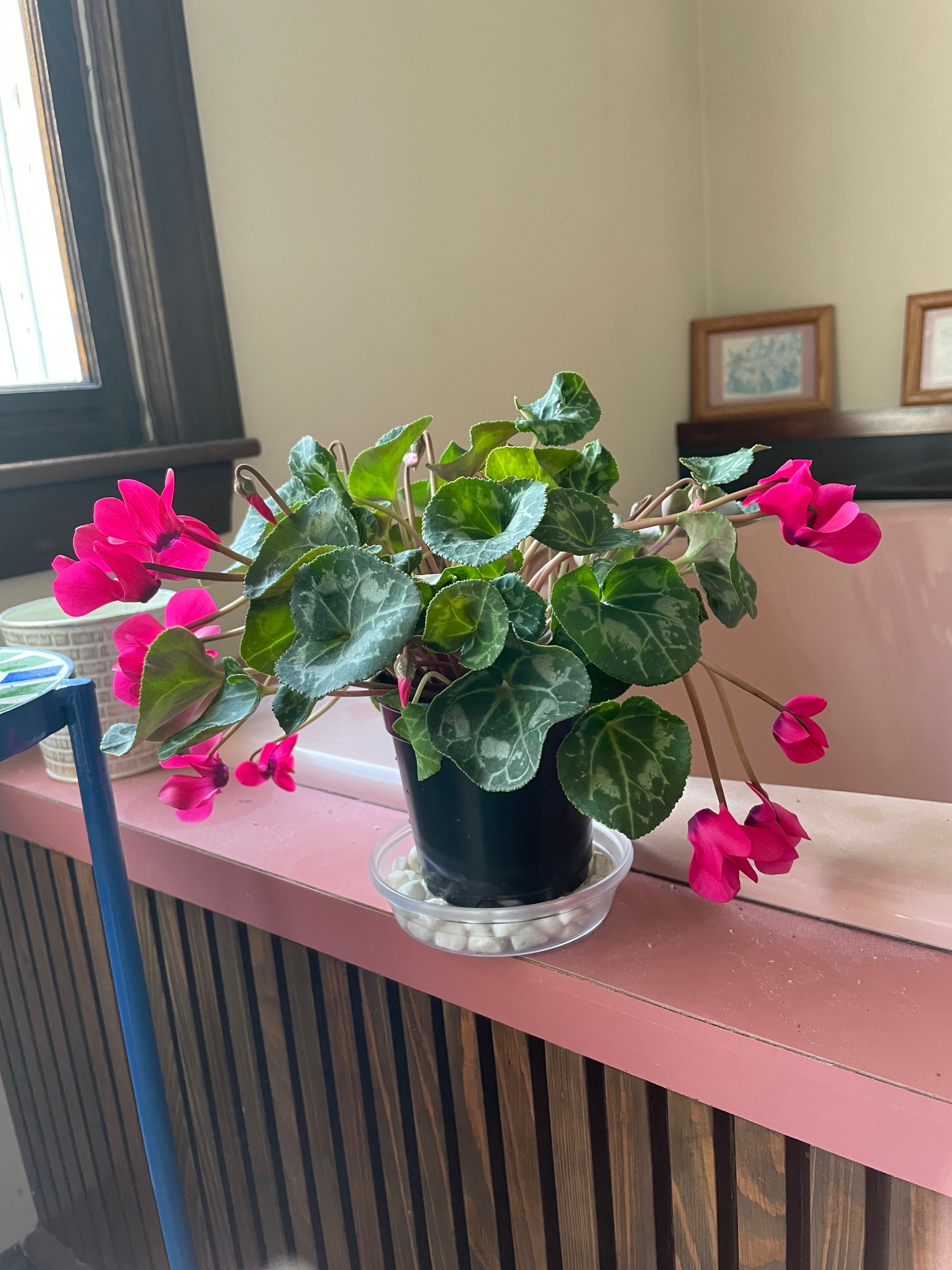 Spring Sowbread Plant Care: Water, Light, Nutrients | Greg App 🌱