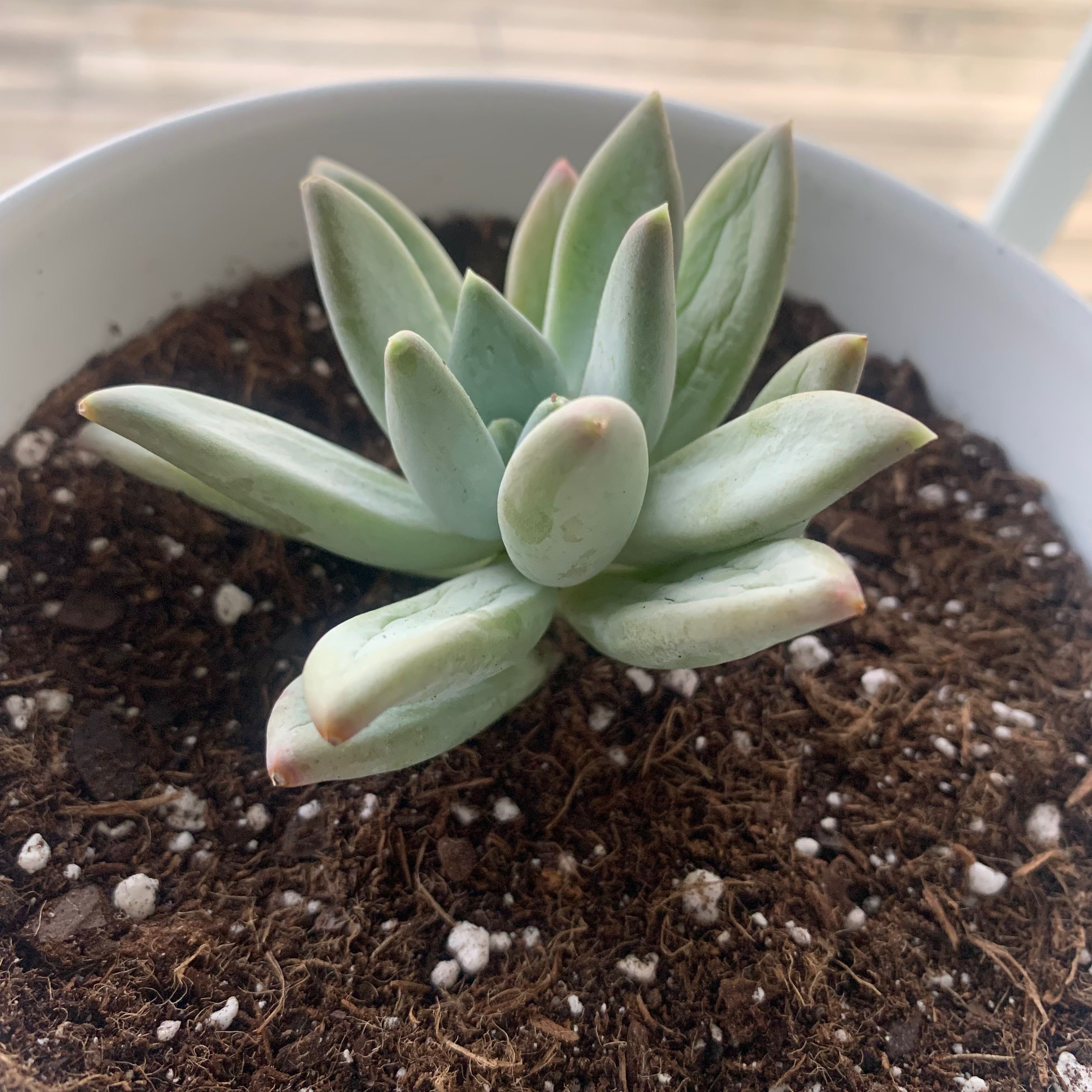 Pachyphytum hookeri succulent in a white pot with visible soil.