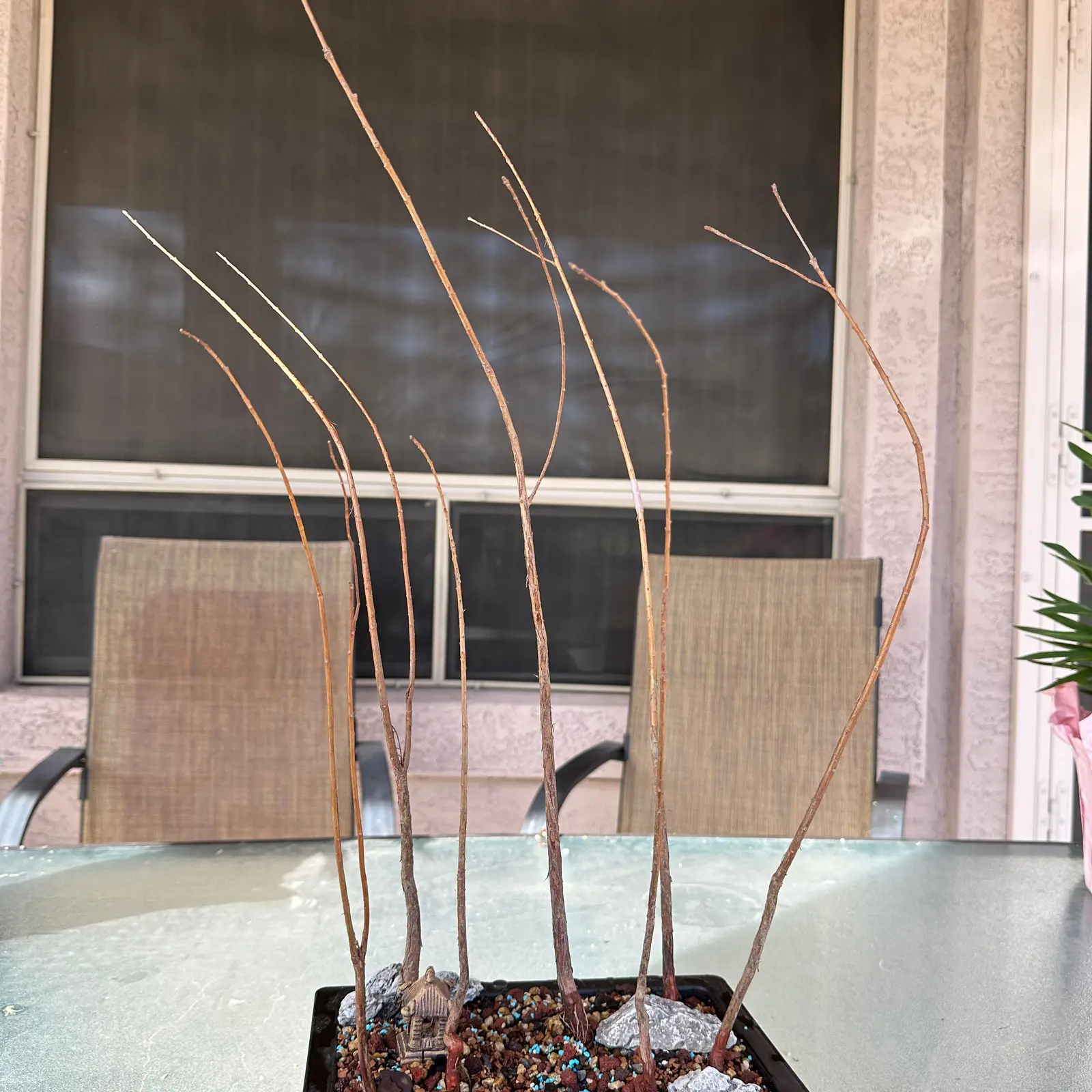 Young Bald Cypress plant with thin, leafless stems in a container on a glass table.