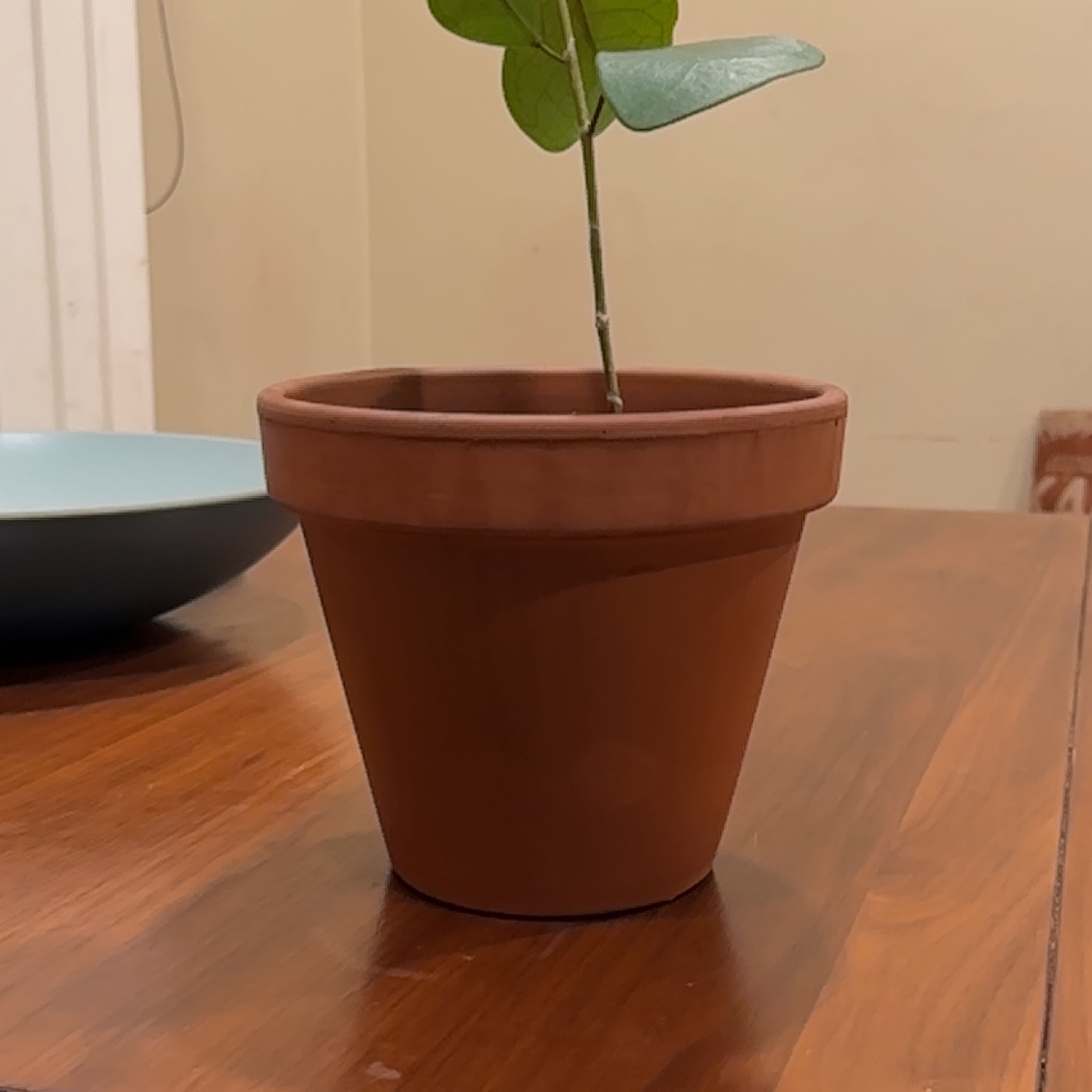 Potted Ficus triangularis 'Variegata' plant with green leaves on a wooden surface.