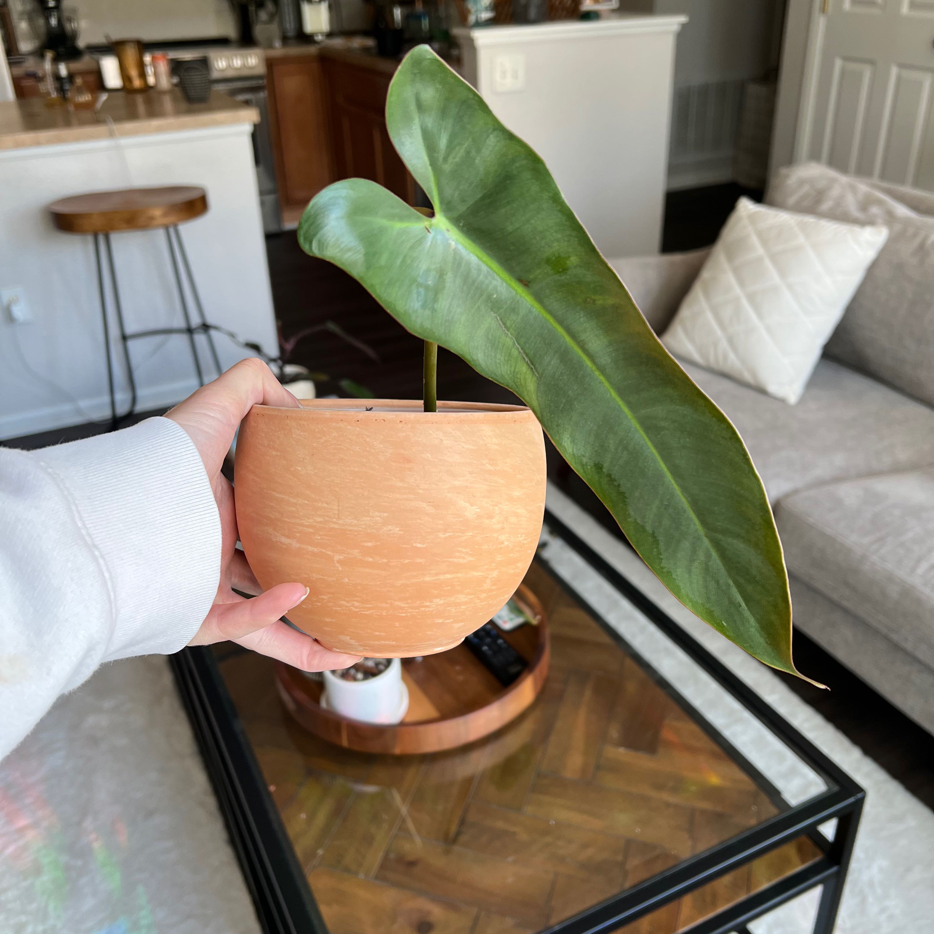Philodendron atabapoense plant in a small pot held by a hand in an indoor living space.