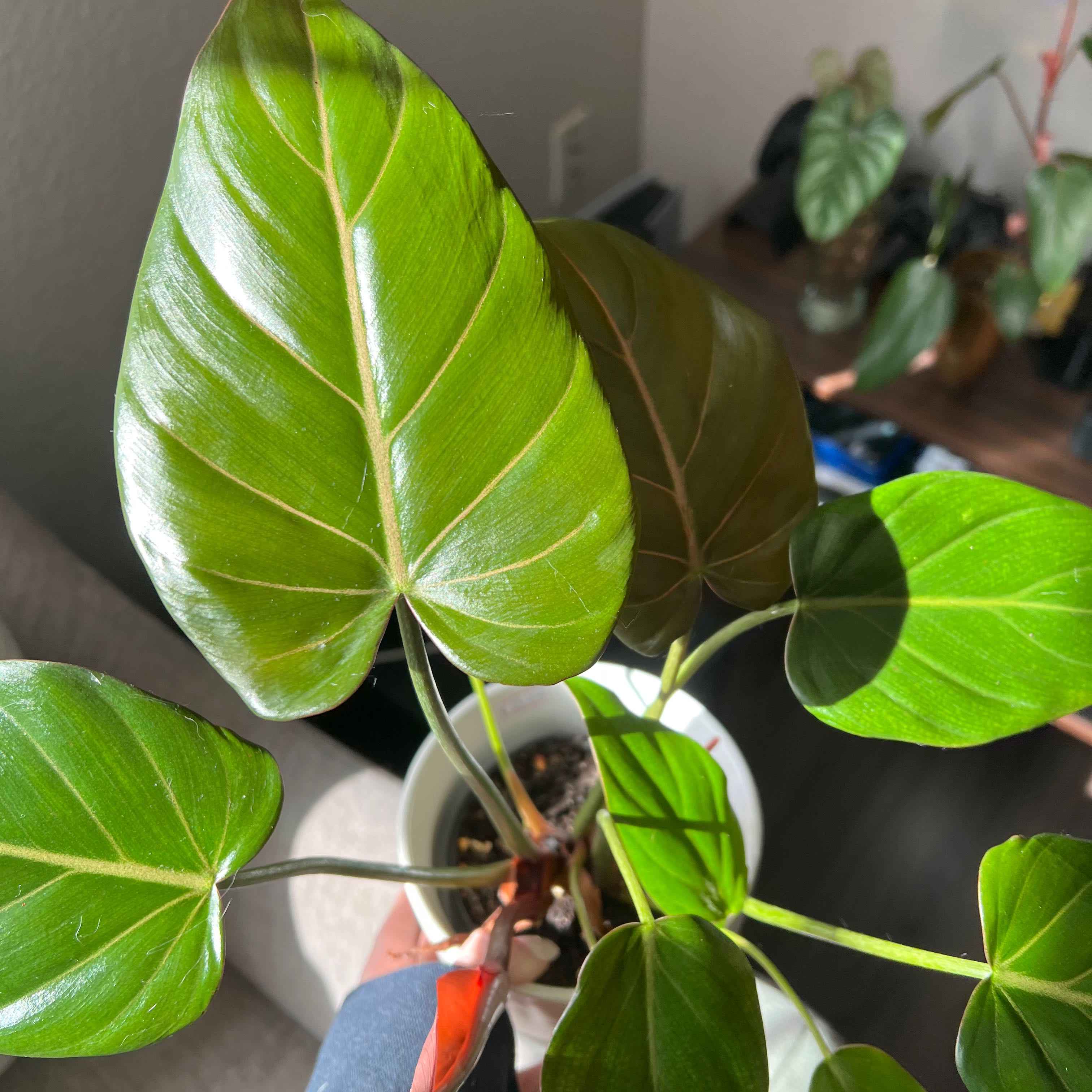 Philodendron 'Summer Glory' plant with healthy, glossy green leaves in a pot.