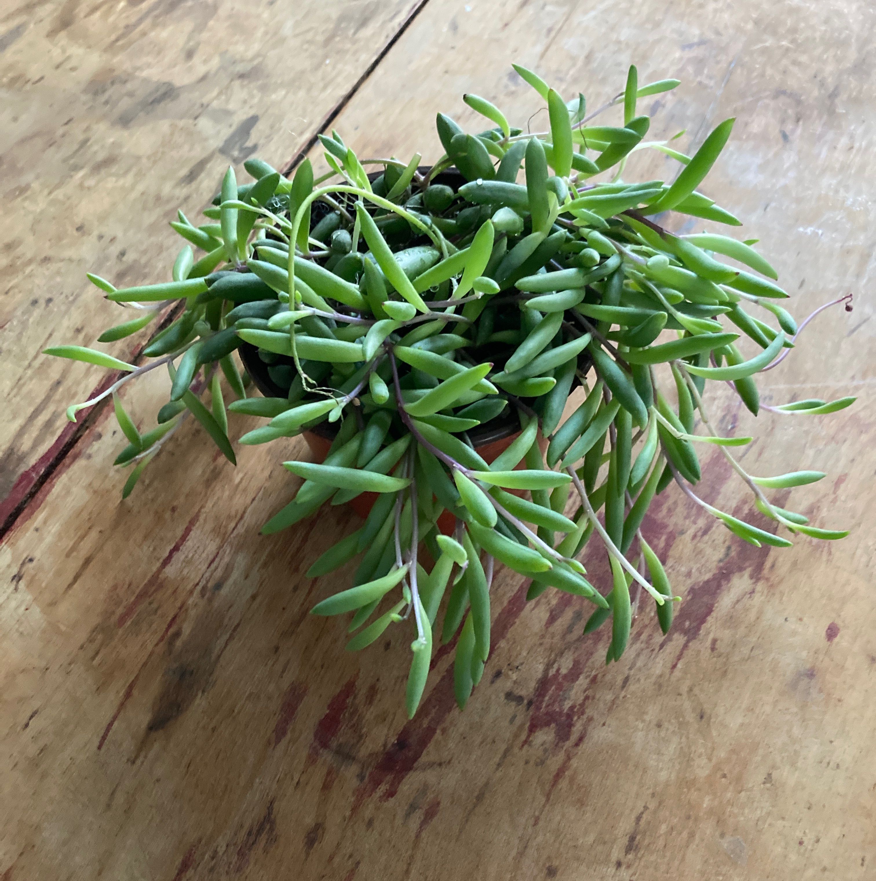 Healthy String of Rubies plant with vibrant green leaves on a wooden surface.
