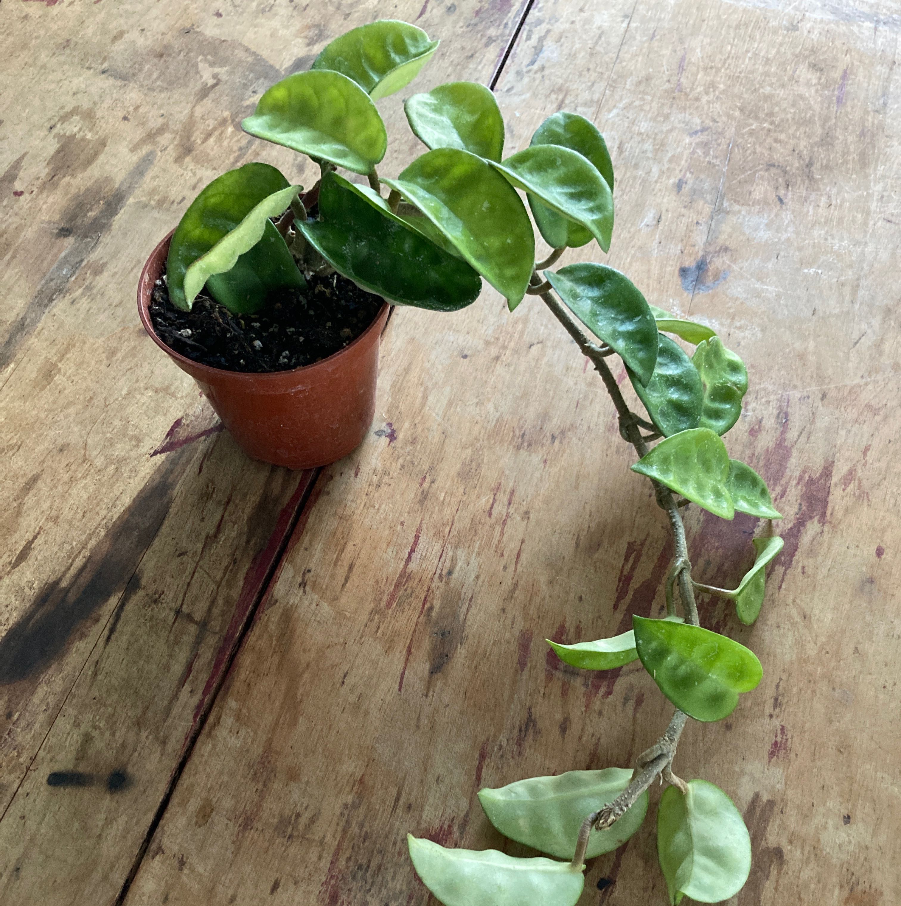 Hoya Carnosa Krinkle 8 plant in a small pot with healthy green leaves.