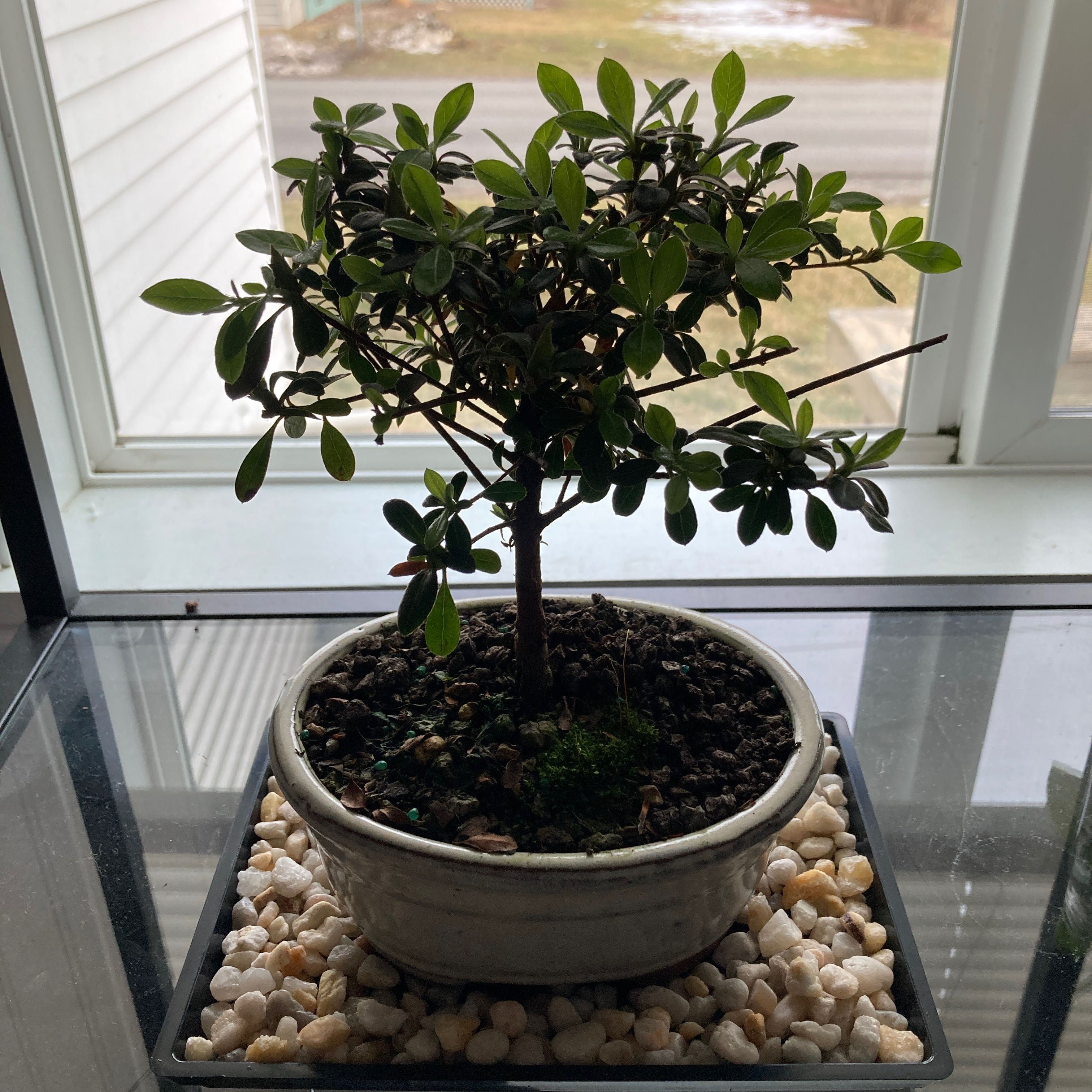 Potted Satsuki azalea on a glass surface with white pebbles around the pot.