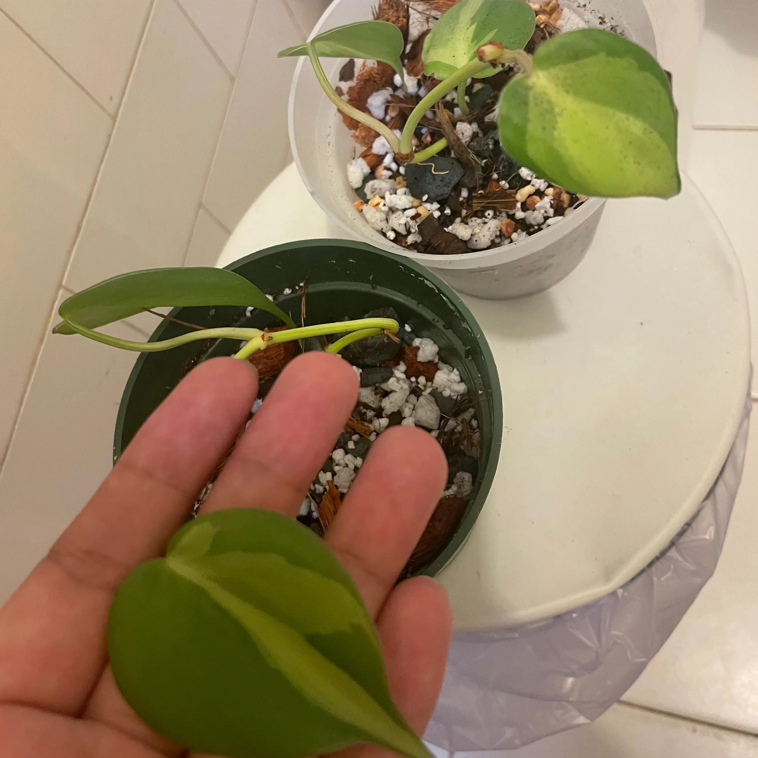 Two potted Brazil Philodendron plants with a hand holding a leaf.