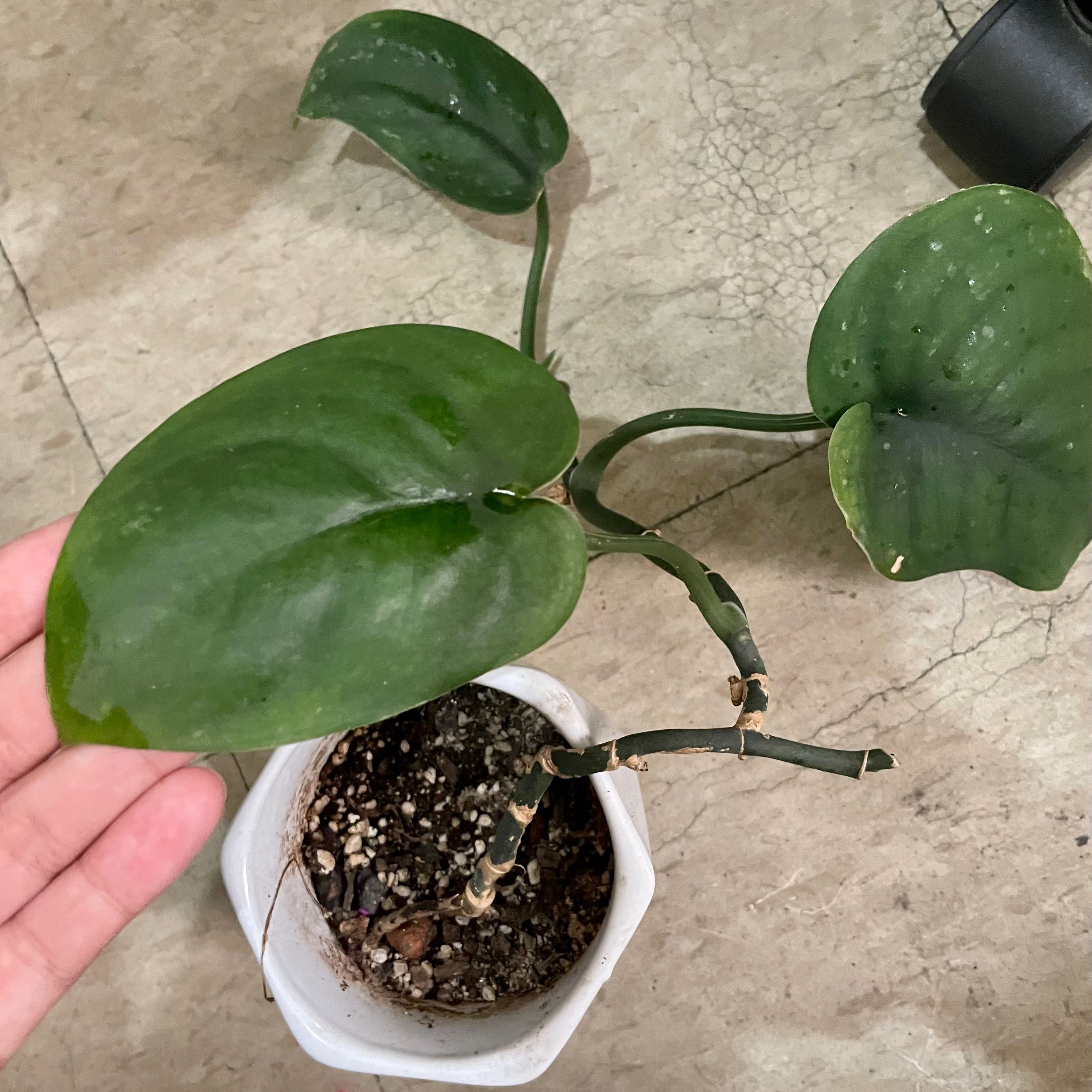 Jade Satin Pothos plant with dark green leaves in a white pot. Soil is visible.