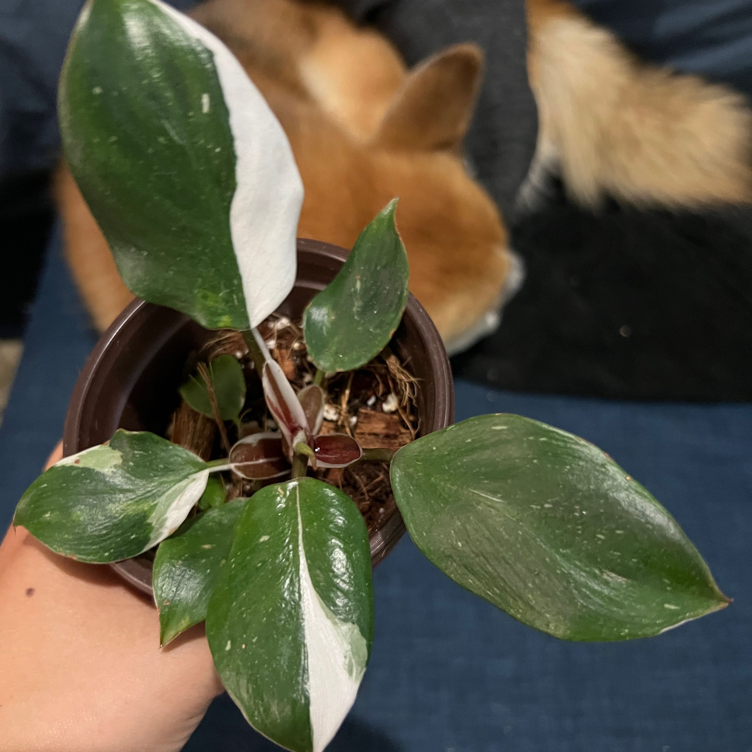 Philodendron 'White Wizard' plant with variegated leaves held by a hand, soil visible.