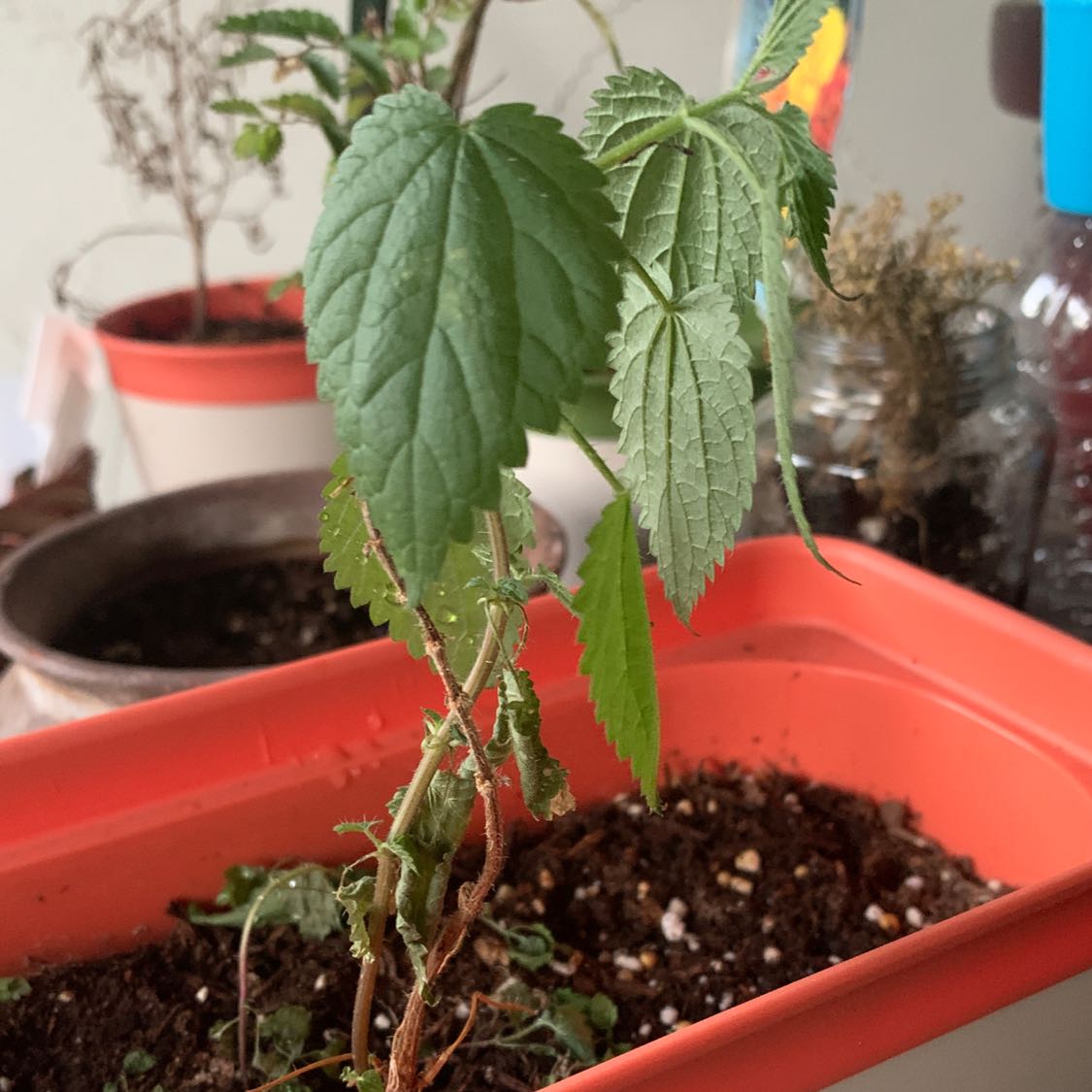 Hoary Stinging Nettle plant in a red pot with visible soil and other plants in the background.