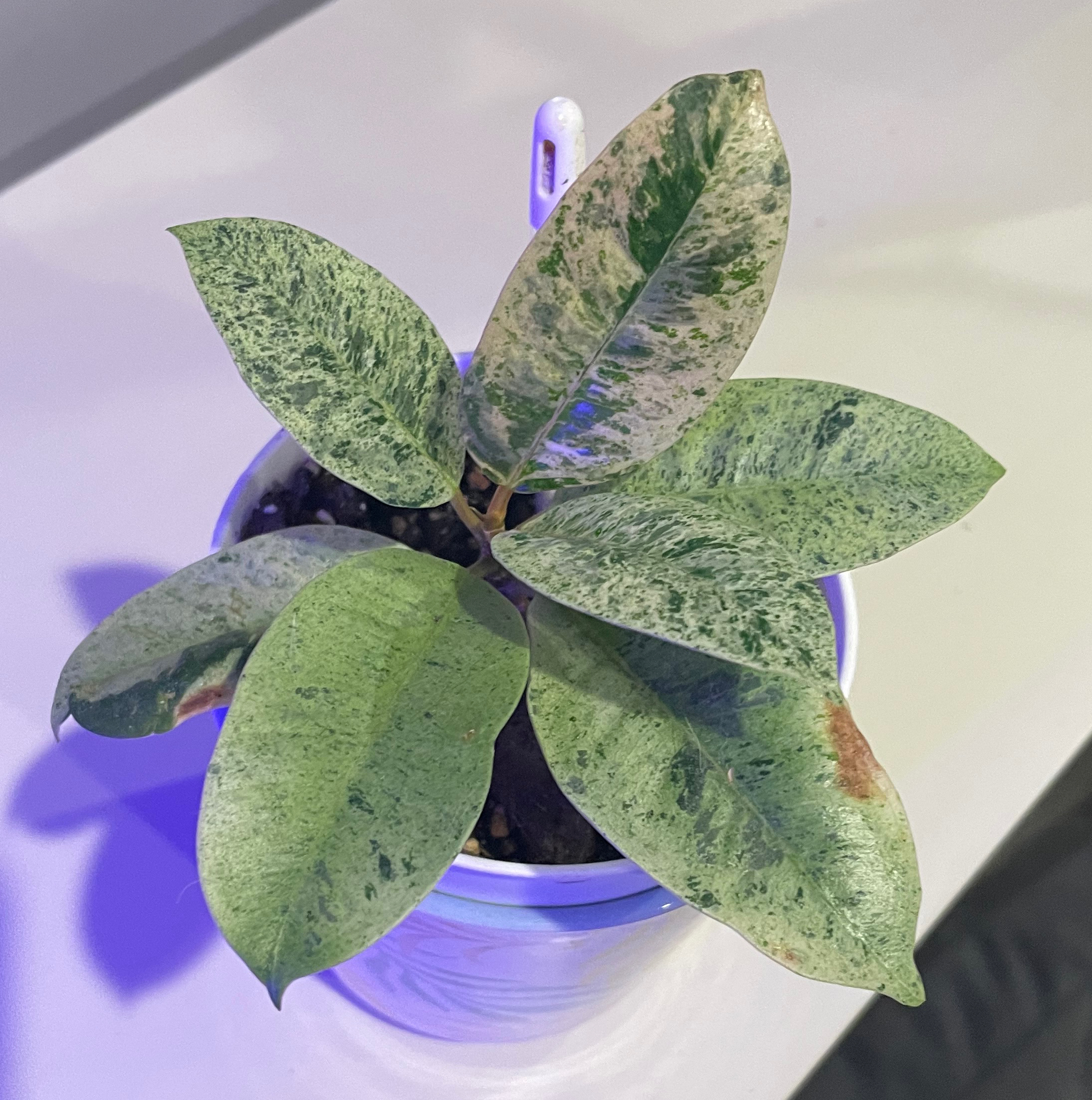 Ficus elastica 'Shivereana' plant in a pot with some leaf browning and discoloration.