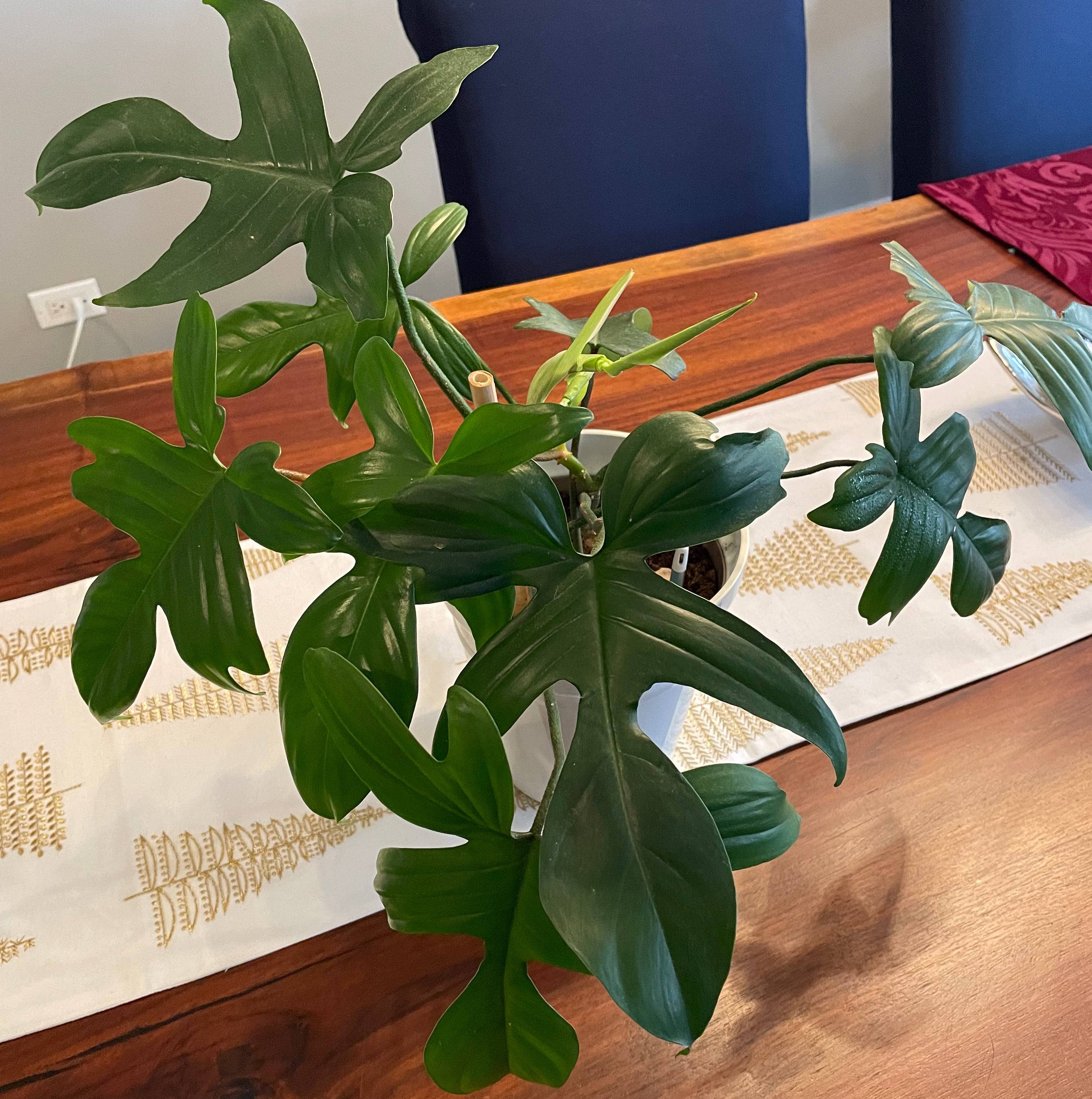Philodendron Pedatum plant on a wooden table with a decorative runner.